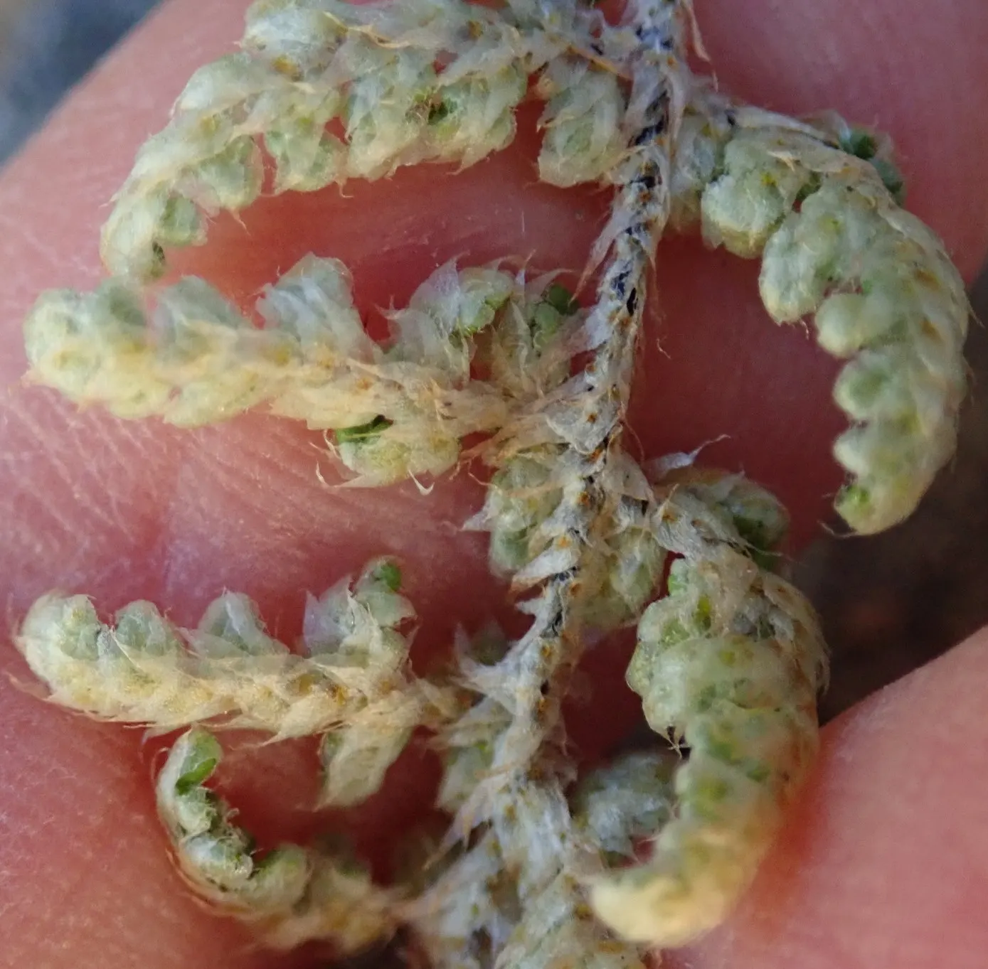Coville's Lip Fern (Myriopteris Covillei) — especially when used as an understory planting or nestled in rock crevices