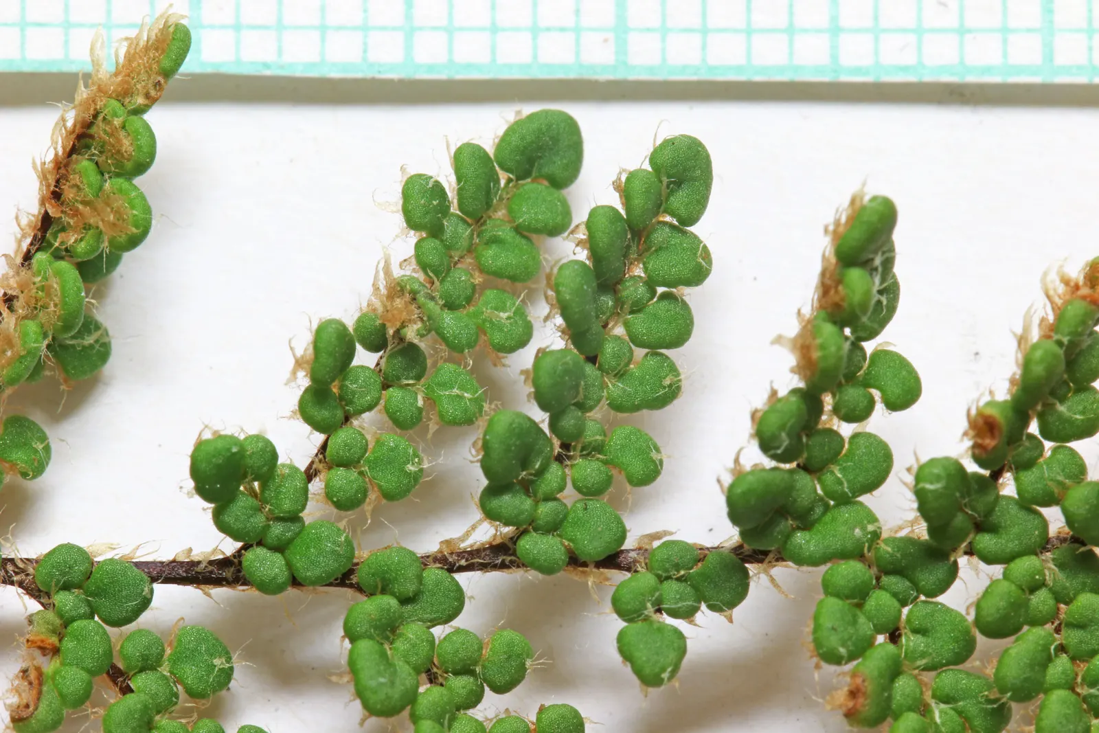 Coville's Lip Fern (Myriopteris Covillei) — is a petite North American native