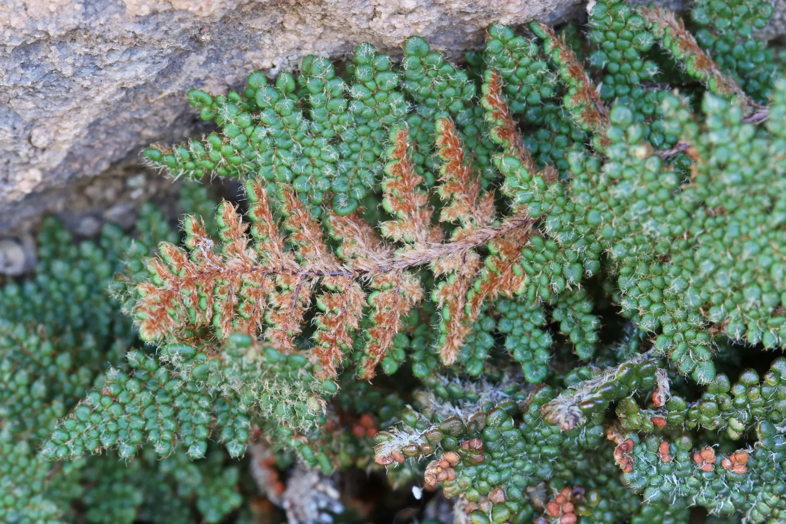 Coville's Lip Fern (Myriopteris Covillei) — Its compact growth habit brings understated elegance and drought tolerance to diverse landscaping designs