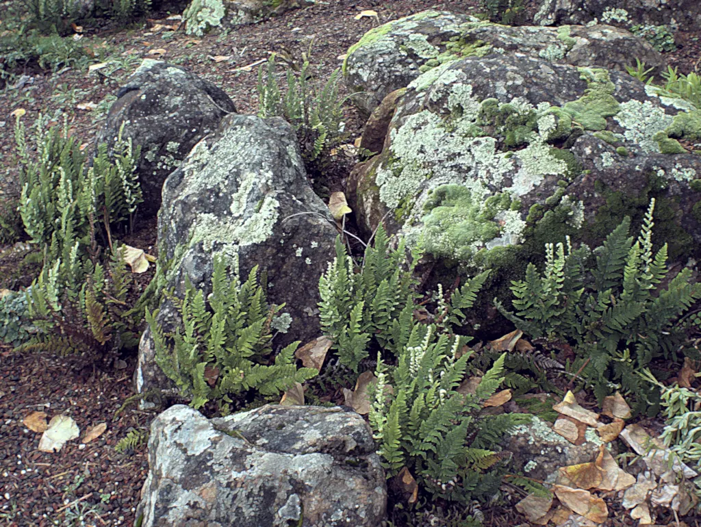 Coville's Lip Fern (Myriopteris Covillei) — Coville's Lip Fern (Myriopteris covillei)