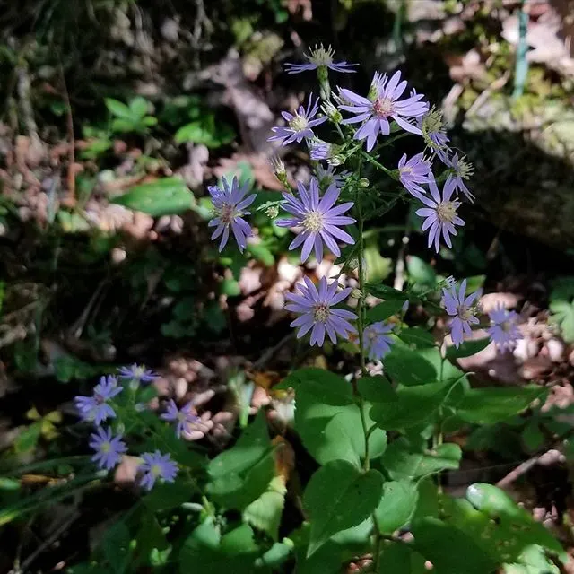 Little Carlow Aster (Aster 'Little Carlow') — perennial for full