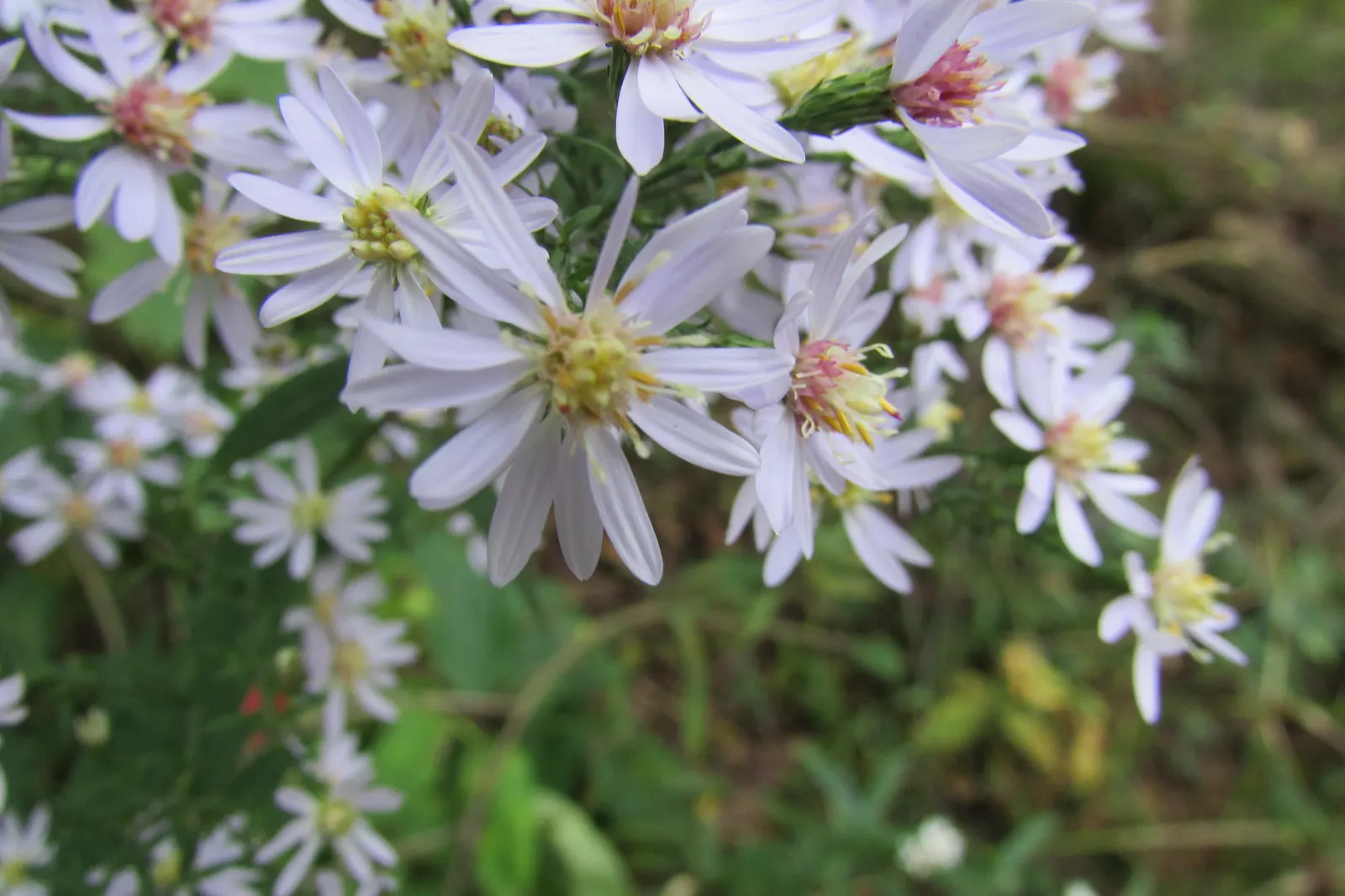 Little Carlow Aster (Aster 'Little Carlow') — is an herbaceous perennial offering a profusion of charm to any landscape design; this aster is also relatively