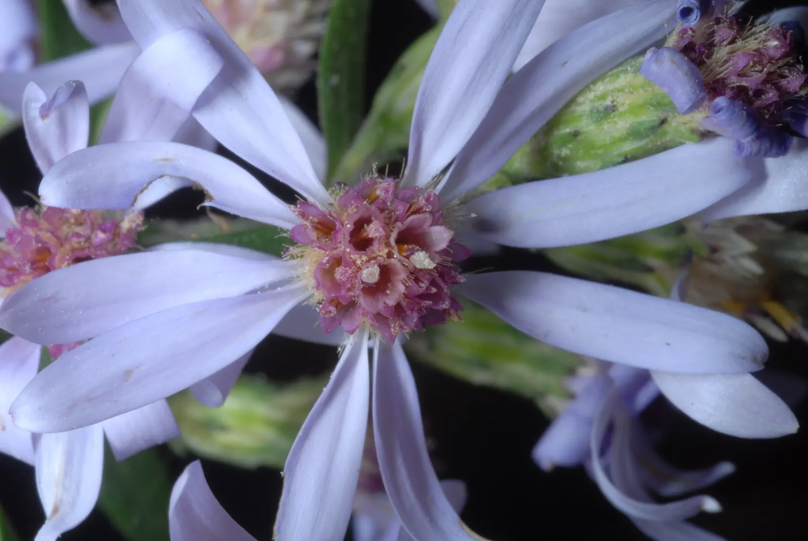 Little Carlow Aster (Aster 'Little Carlow') — Blooming from late summer to fall, it offers a late-season nectar source for pollinators