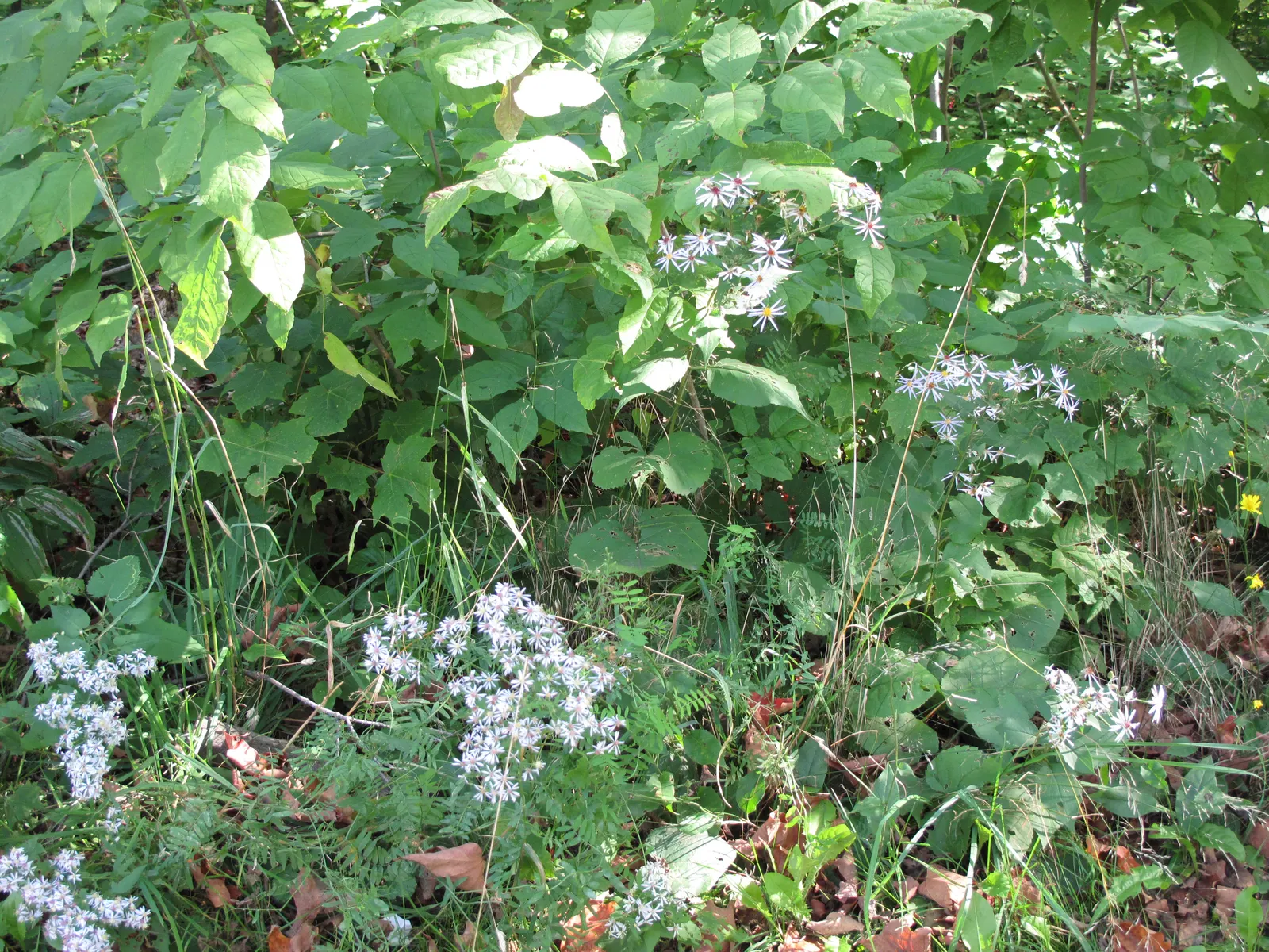 Little Carlow Aster (Aster 'Little Carlow') — lavender flowers in the garden