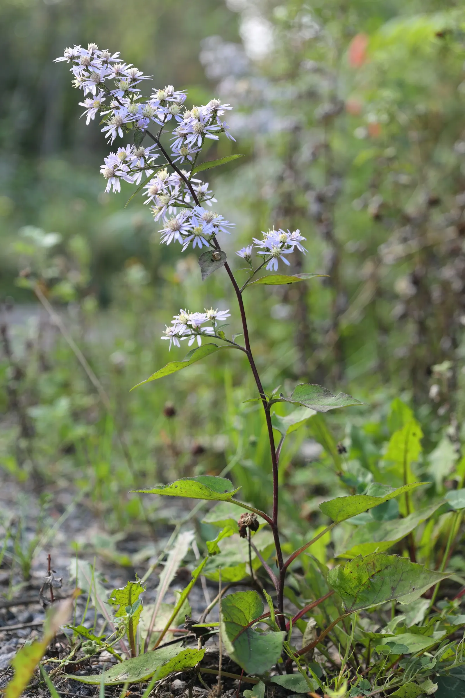 Little Carlow Aster (Aster 'Little Carlow') — Prefers full sun to part shade and well-drained soil; perennial for full