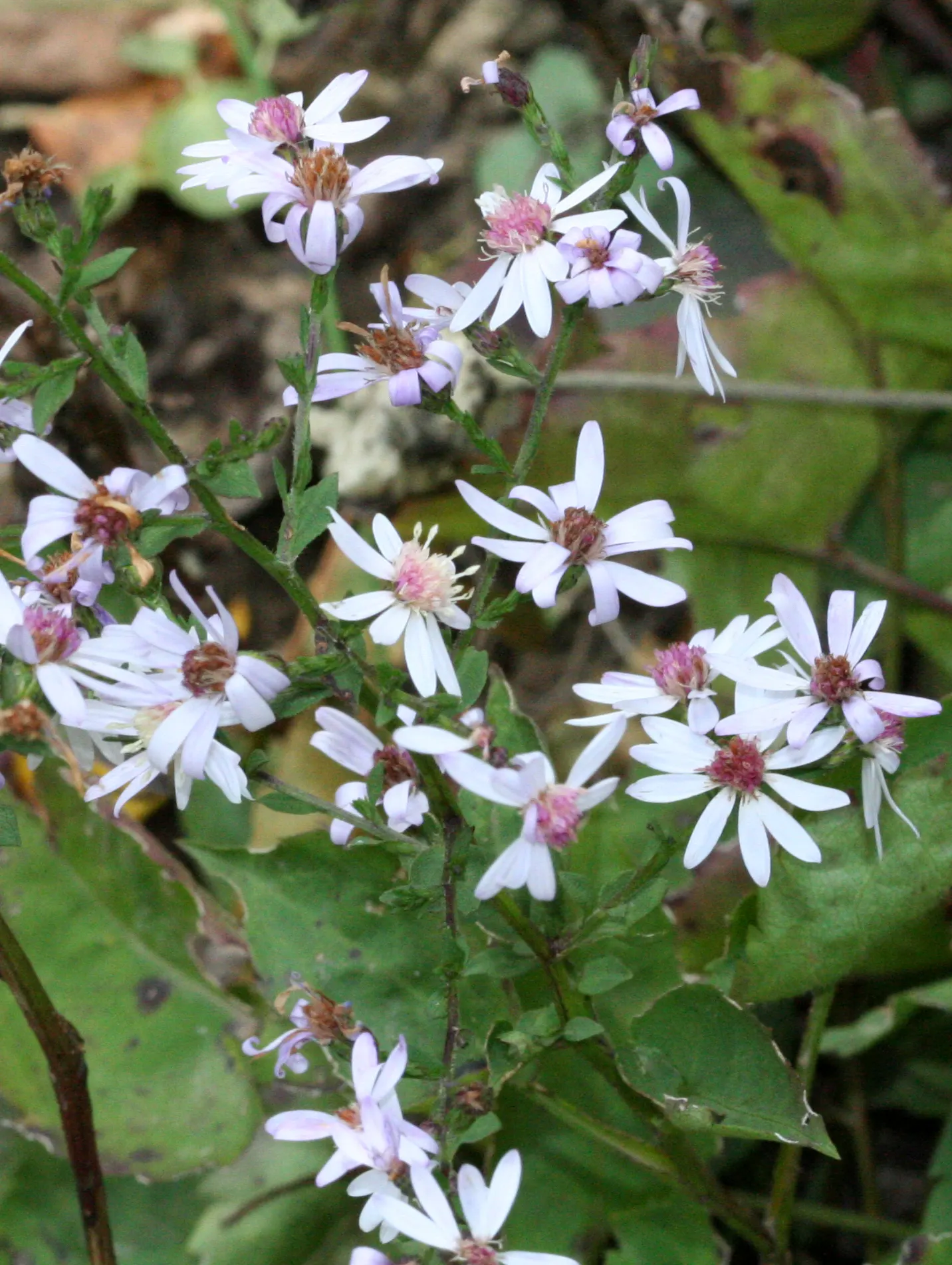 Little Carlow Aster (Aster 'Little Carlow') — requiring minimal care beyond occasional watering and pruning to promote health and vigor; the Aster 'Little