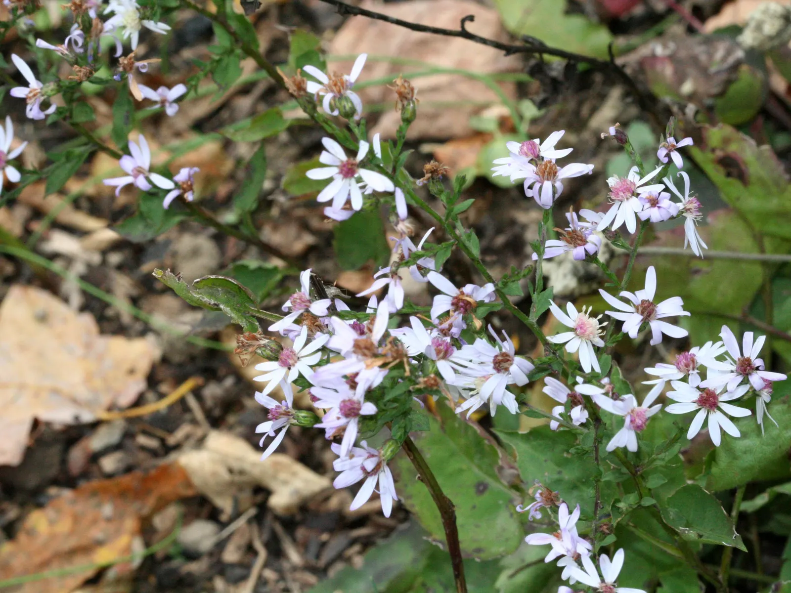 Little Carlow Aster (Aster 'Little Carlow') — inviting a ballet of bees and butterflies to the garden; lavender flowers in the garden