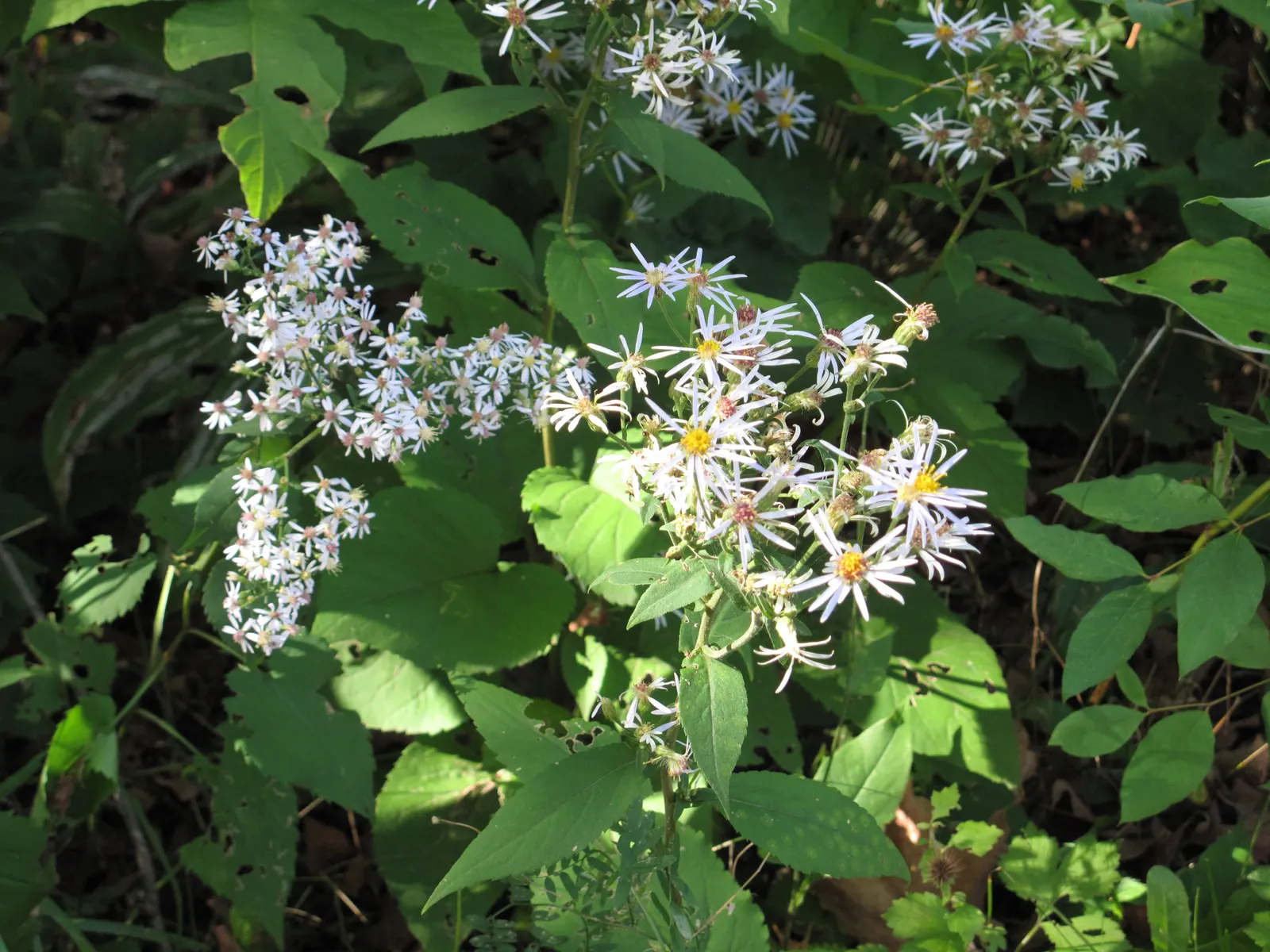 Little Carlow Aster (Aster 'Little Carlow') — often until the first frost.<br><br>With a propensity for full sun to partial shade
