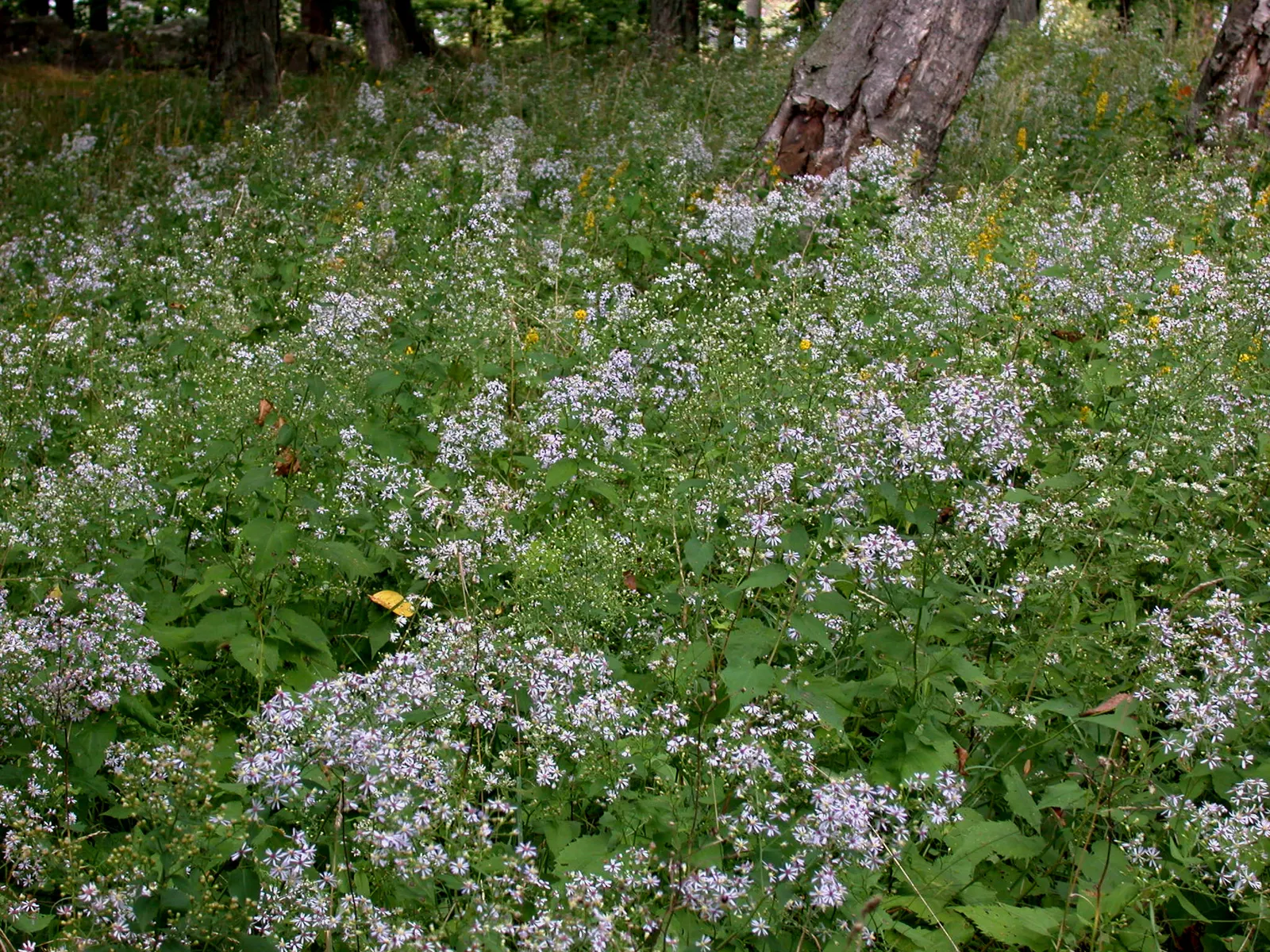 Little Carlow Aster (Aster 'Little Carlow') — This aster is also relatively low-maintenance
