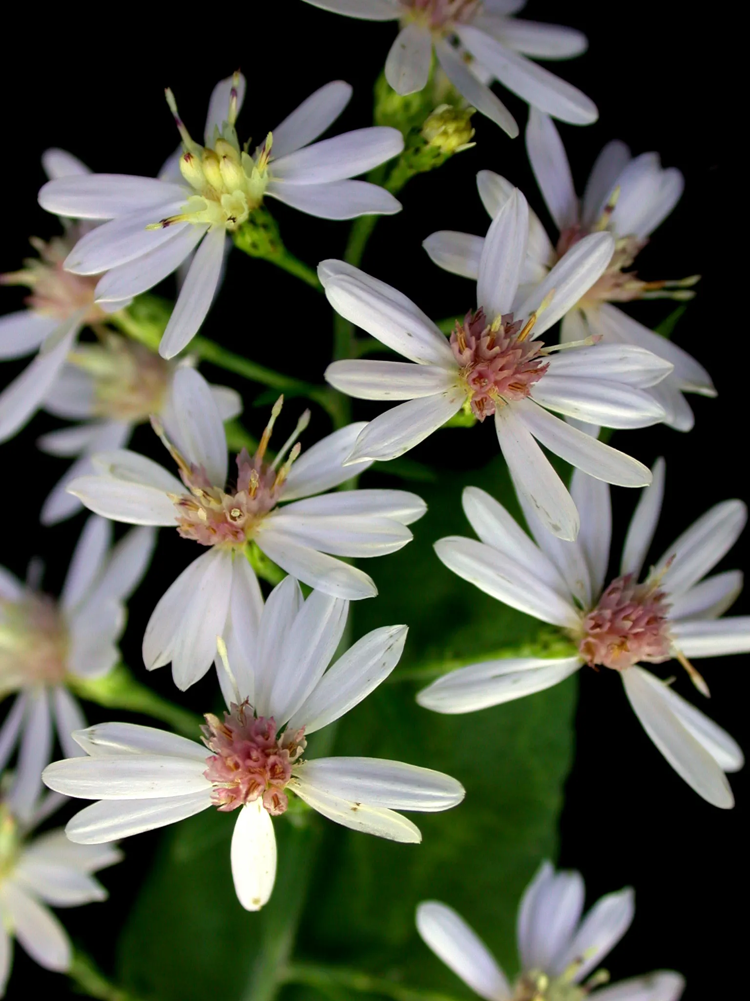 Little Carlow Aster (Aster 'Little Carlow') — medium green leaves from late summer through mid-fall