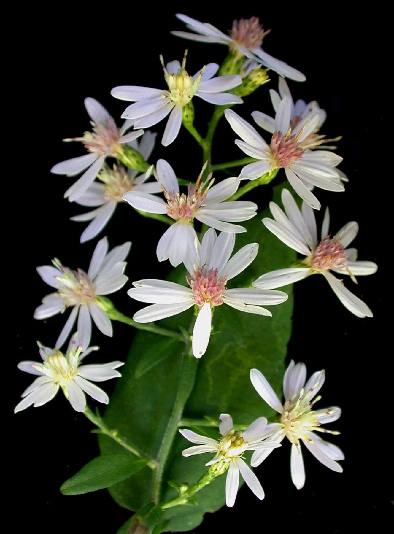 Little Carlow Aster (Aster 'Little Carlow') — Blooming from late summer to fall, it offers a late-season nectar source for pollinators; inviting a ballet of