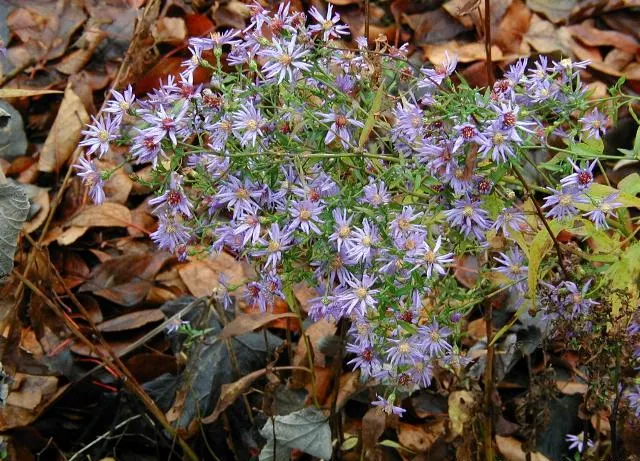 Little Carlow Aster (Aster 'Little Carlow') — With a USDA hardiness zone rating of 4 to 8, it is resilient in a range of climates
