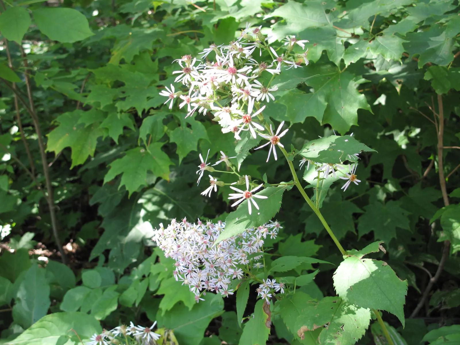 Little Carlow Aster (Aster 'Little Carlow') — is an herbaceous perennial offering a profusion of charm to any landscape design