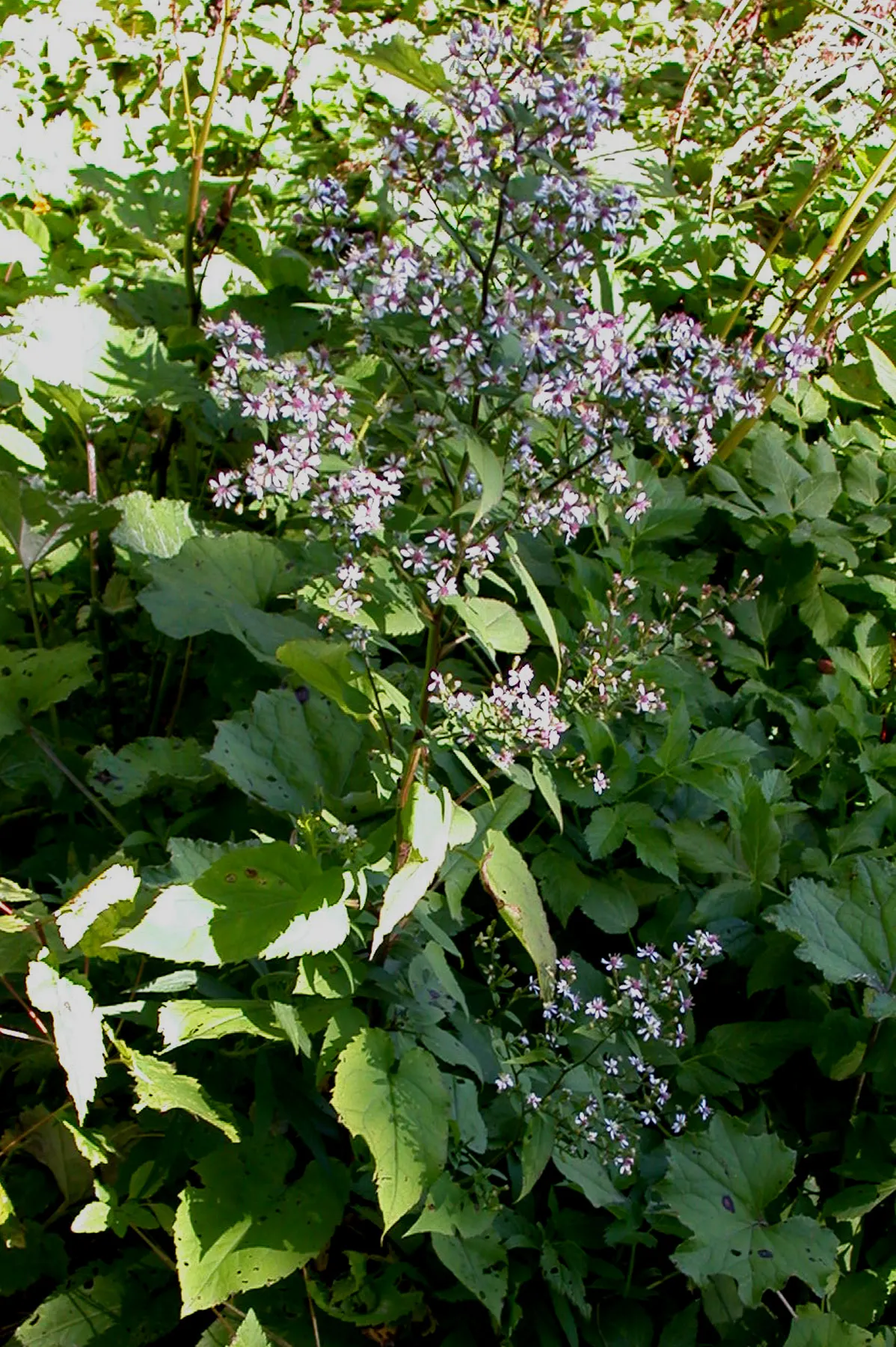 Little Carlow Aster (Aster 'Little Carlow') — Prefers full sun to part shade and well-drained soil