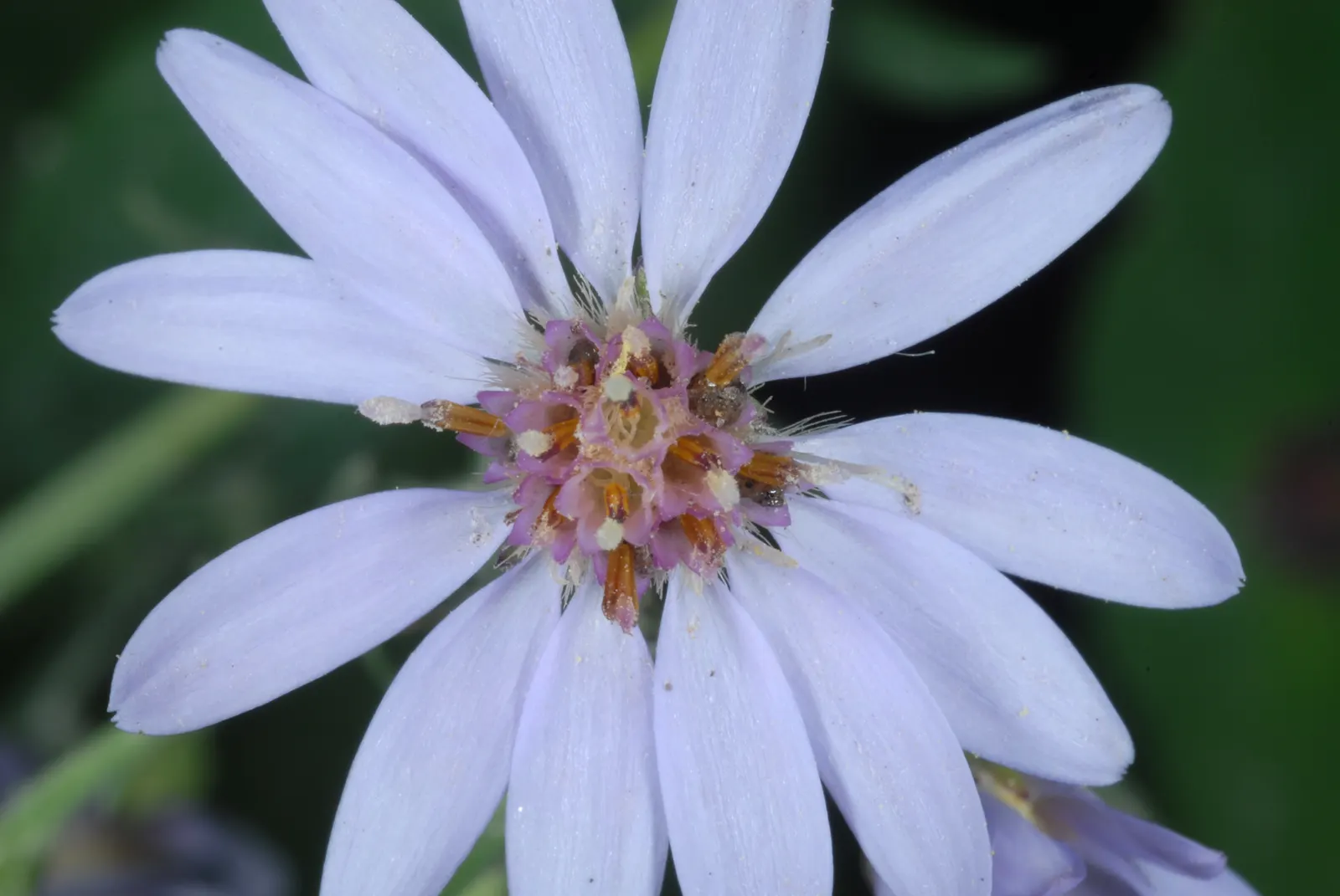 Little Carlow Aster (Aster 'Little Carlow') — The Aster 'Little Carlow' is a charming perennial, renowned for its profusion of vibrant, image 26