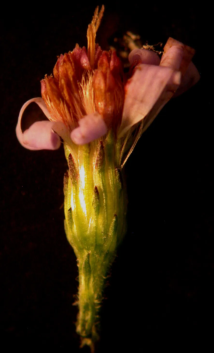 Little Carlow Aster (Aster 'Little Carlow') — dance atop sturdy stems cloaked in lance-shaped