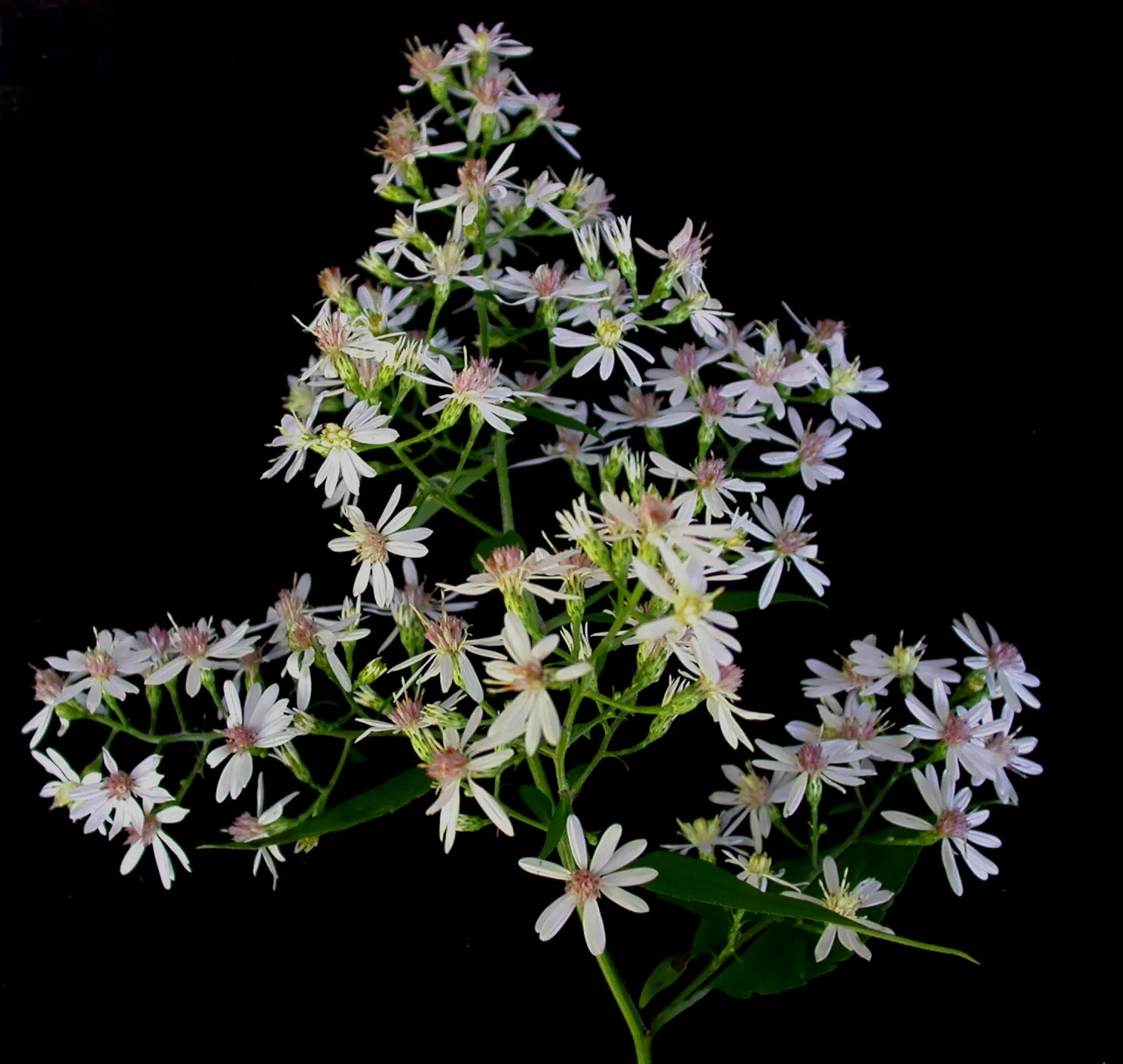 Little Carlow Aster (Aster 'Little Carlow') — the Little Carlow Aster is an exemplary selection for gardeners aiming to achieve a prolonged season, image 44