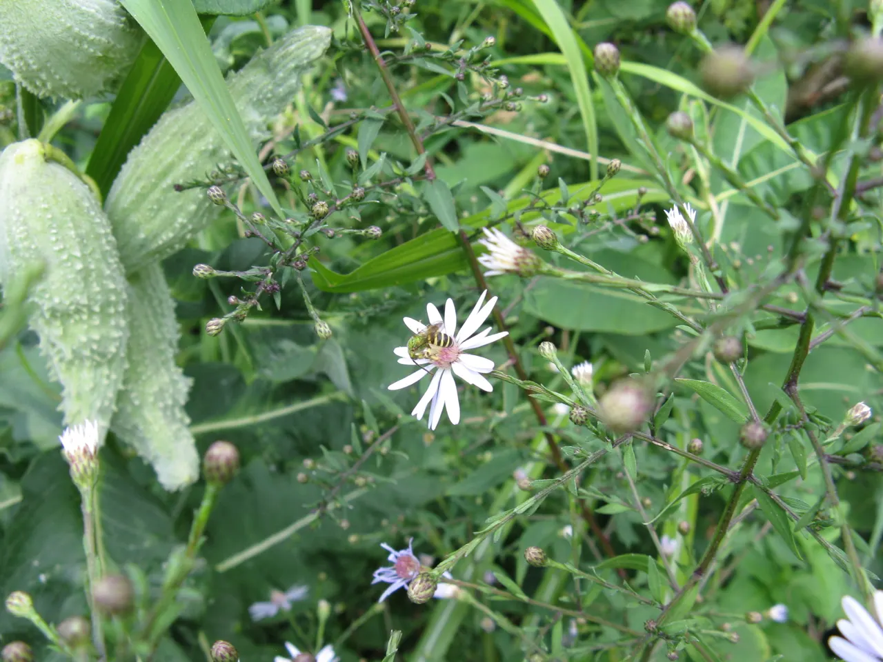 Little Carlow Aster (Aster 'Little Carlow') — scientifically known as Symphyotrichum 'Little Carlow'