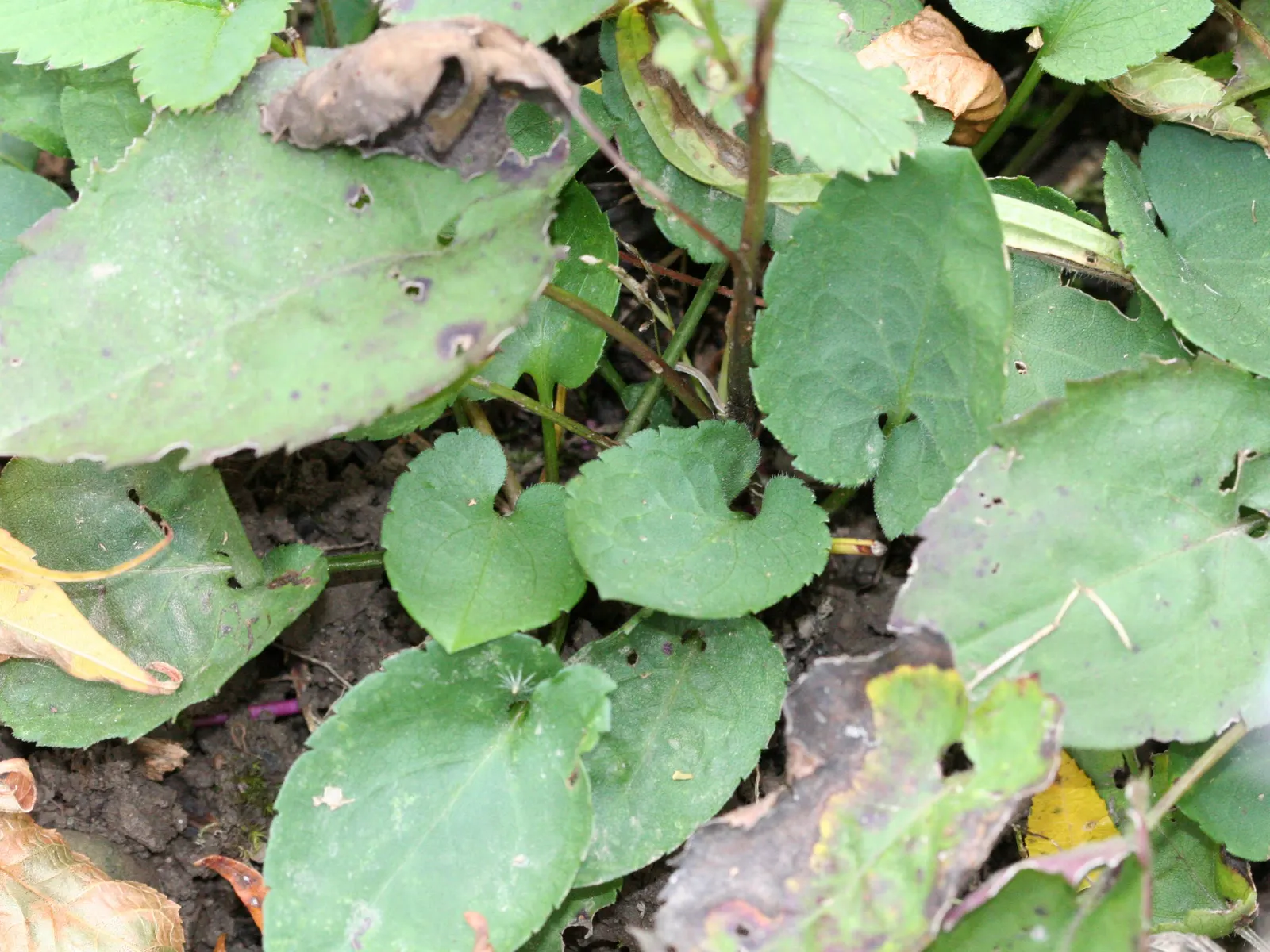 Little Carlow Aster (Aster 'Little Carlow') — Hardy to Zones 4-8, it's a low-maintenance, disease-resistant addition to any landscape; is an herbaceous