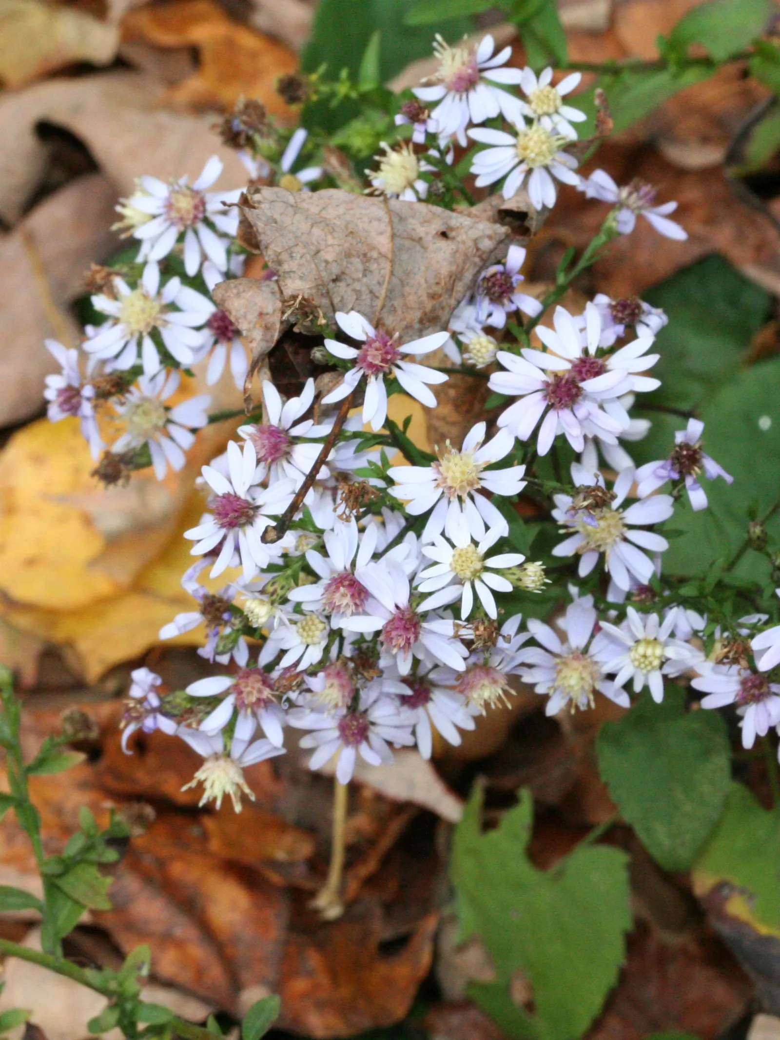 Little Carlow Aster (Aster 'Little Carlow') — With a USDA hardiness zone rating of 4 to 8, it is resilient in a range of climates; dance atop sturdy stems