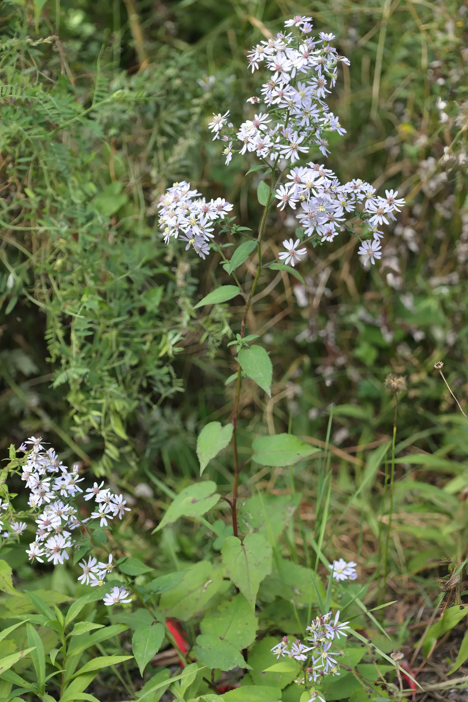 Little Carlow Aster (Aster 'Little Carlow') — dance atop sturdy stems cloaked in lance-shaped; scientifically known as Symphyotrichum 'Little Carlow'