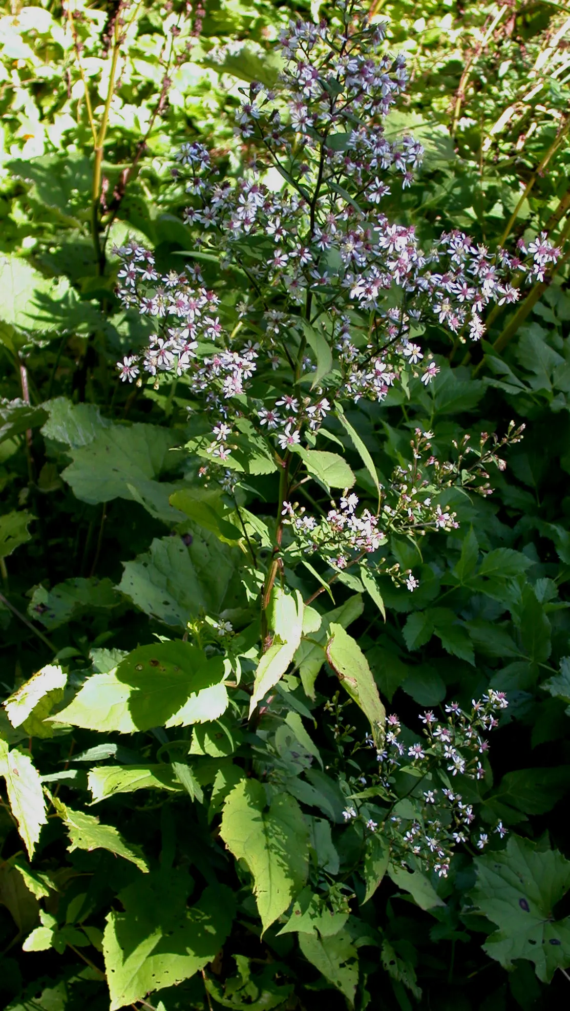 Little Carlow Aster (Aster 'Little Carlow') — small daisy-like flowers with a striking cerulean to violet-blue hue and sunny yellow centers; the plant's vivid