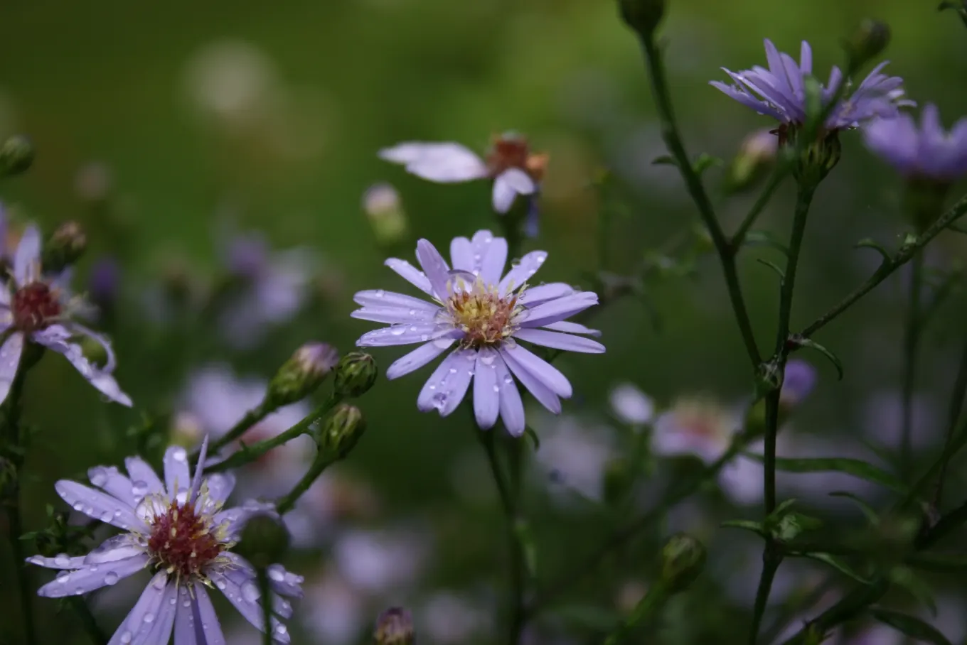 Little Carlow Aster (Aster 'Little Carlow') — exhibiting moderate tolerance to drought once established; this cultivar boasts clustered