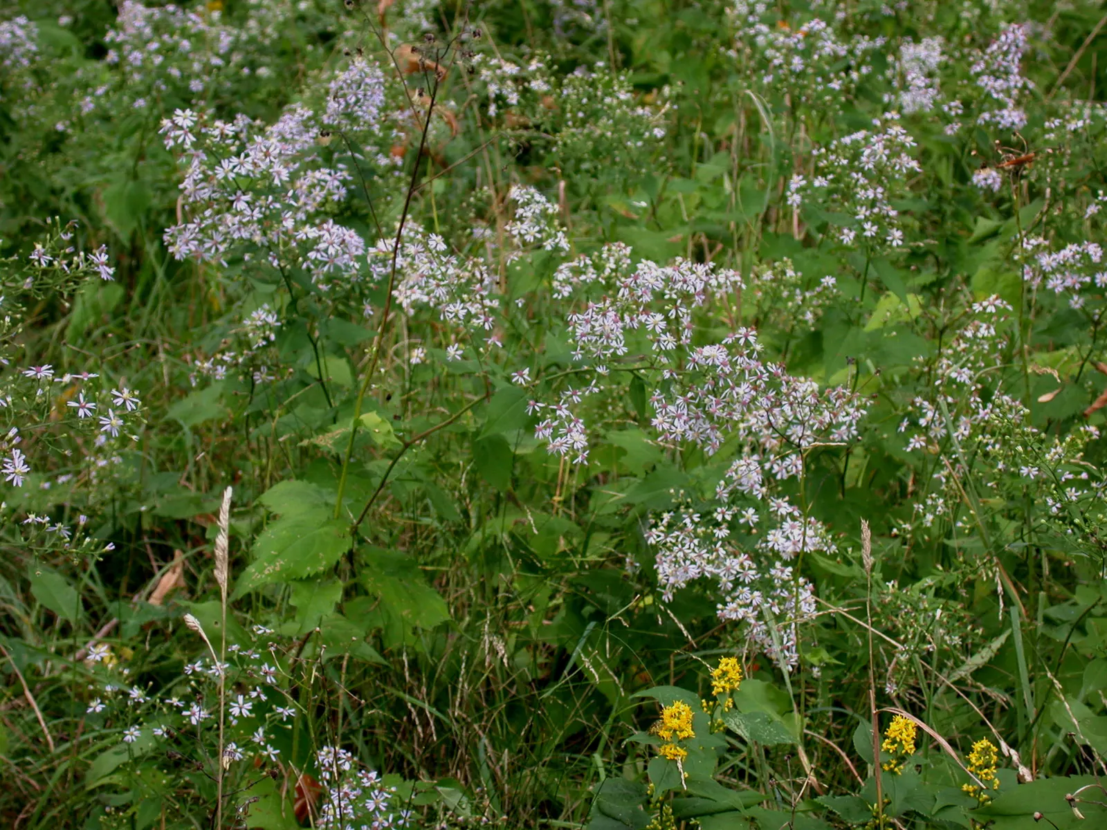 Little Carlow Aster (Aster 'Little Carlow') — inviting a ballet of bees and butterflies to the garden
