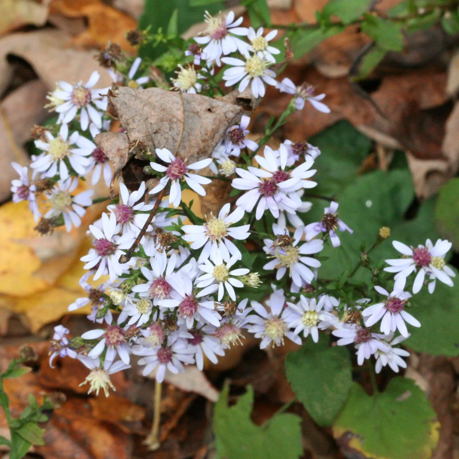 Little Carlow Aster (Aster 'Little Carlow') — Its compact form, reaching 2 to 3 feet in height with a similar spread, suits borders and cottage gardens