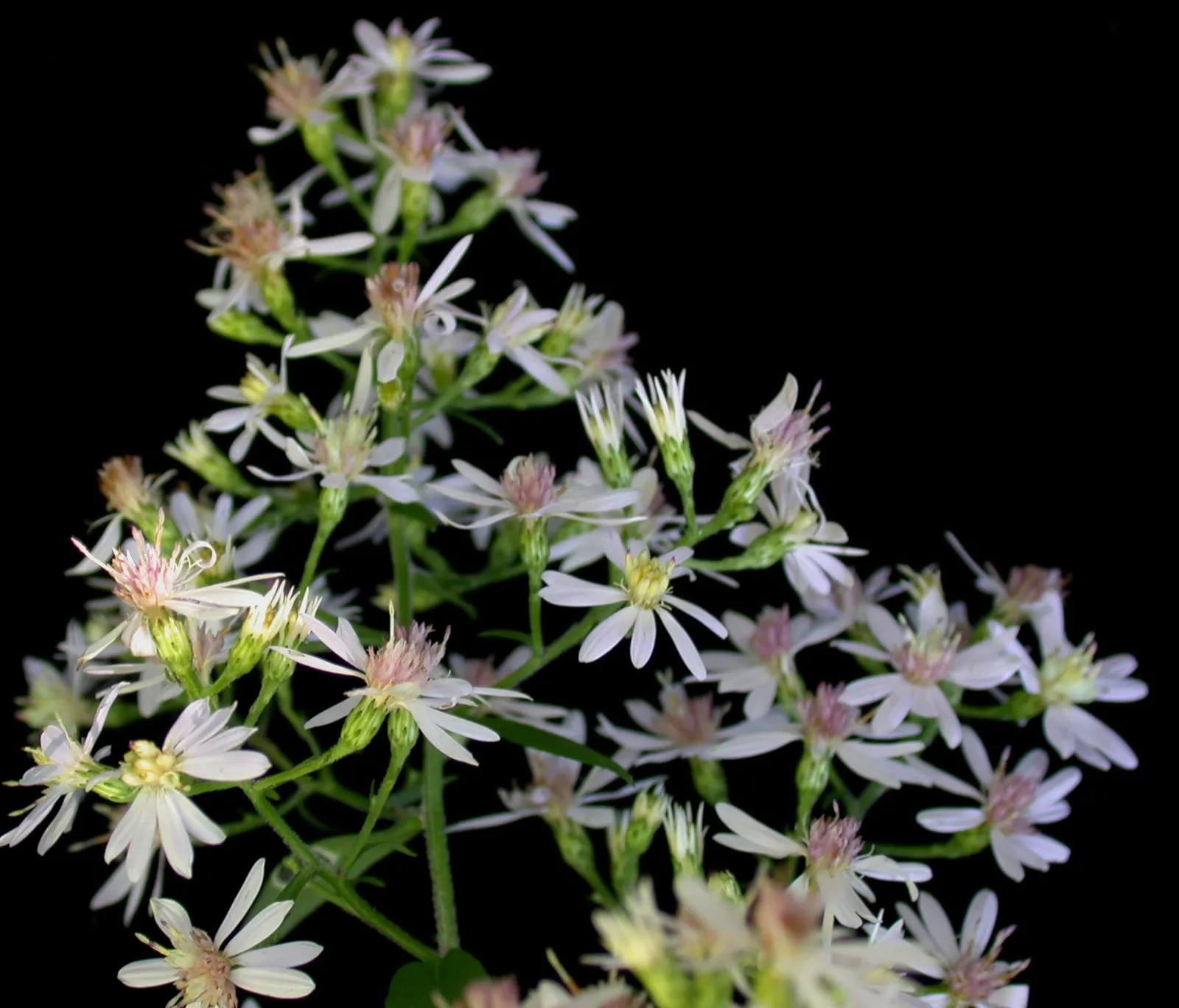 Little Carlow Aster (Aster 'Little Carlow') — small daisy-like flowers with a striking cerulean to violet-blue hue and sunny yellow centers