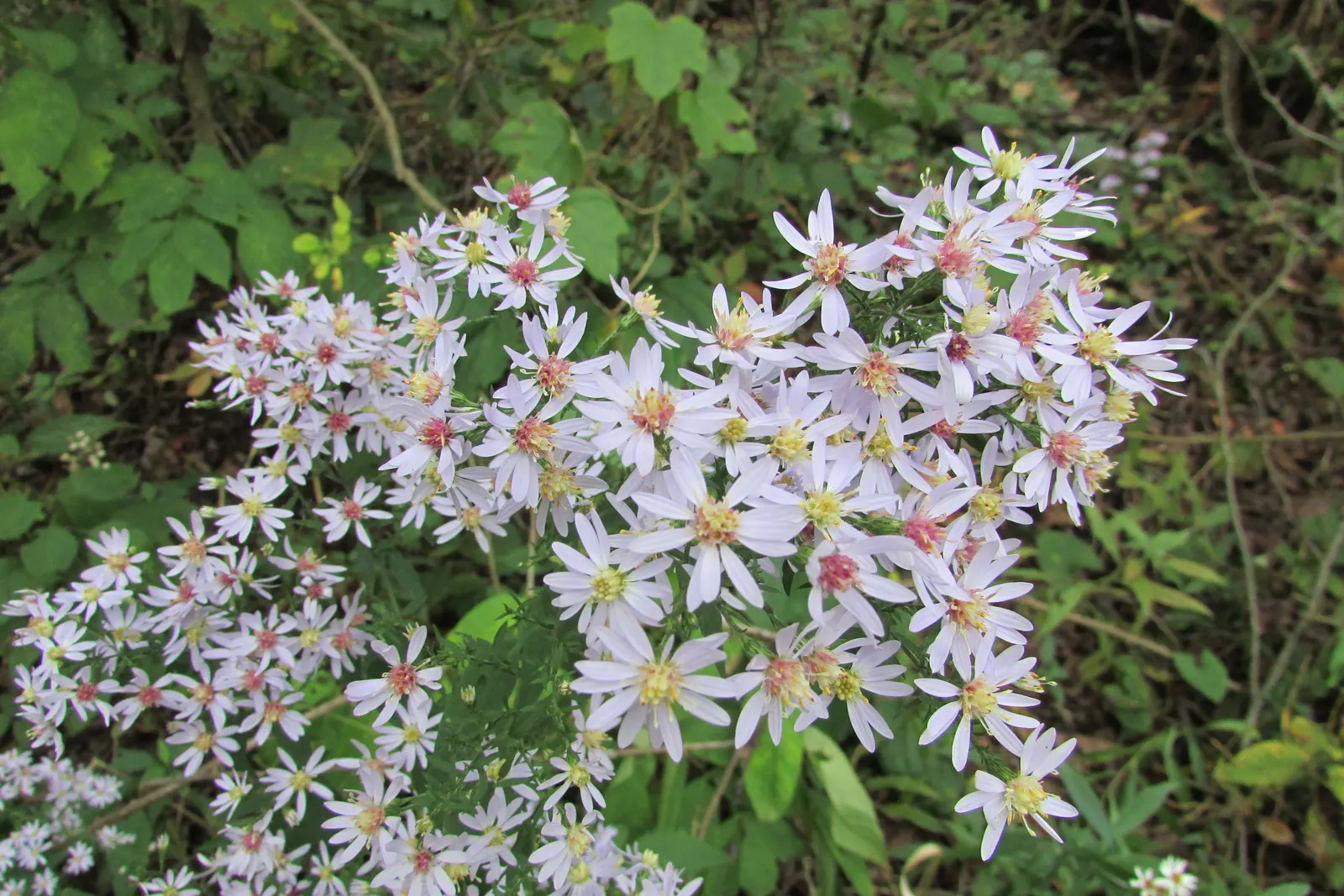 Little Carlow Aster (Aster 'Little Carlow') — requiring minimal care beyond occasional watering and pruning to promote health and vigor
