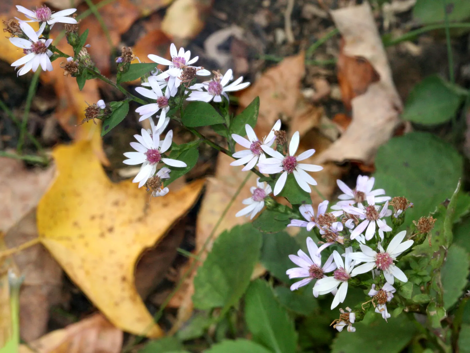 Little Carlow Aster (Aster 'Little Carlow') — medium green leaves from late summer through mid-fall, image 38