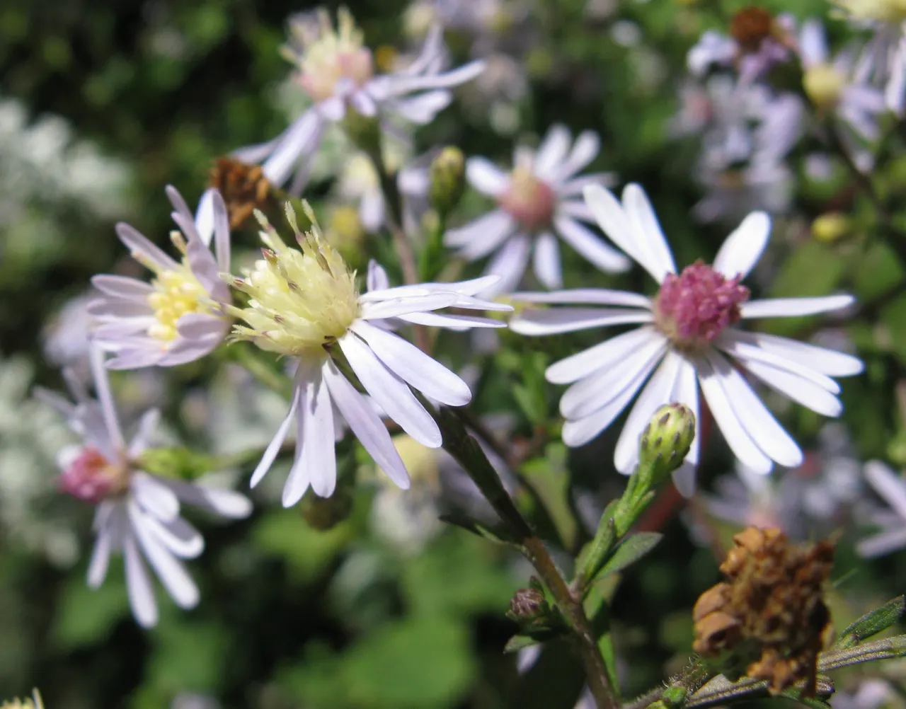 Little Carlow Aster (Aster 'Little Carlow') — measuring about 1 inch across; perennial with lavender blooms