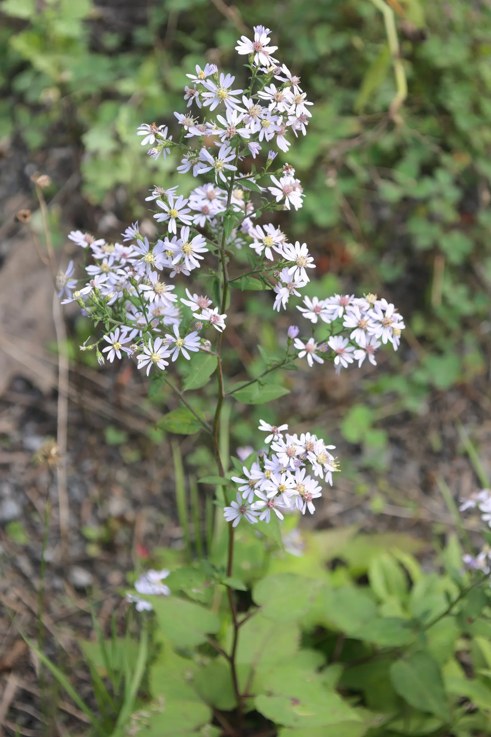 Little Carlow Aster (Aster 'Little Carlow') — this cultivar boasts clustered; small daisy-like flowers with a striking cerulean to violet-blue hue and sunny
