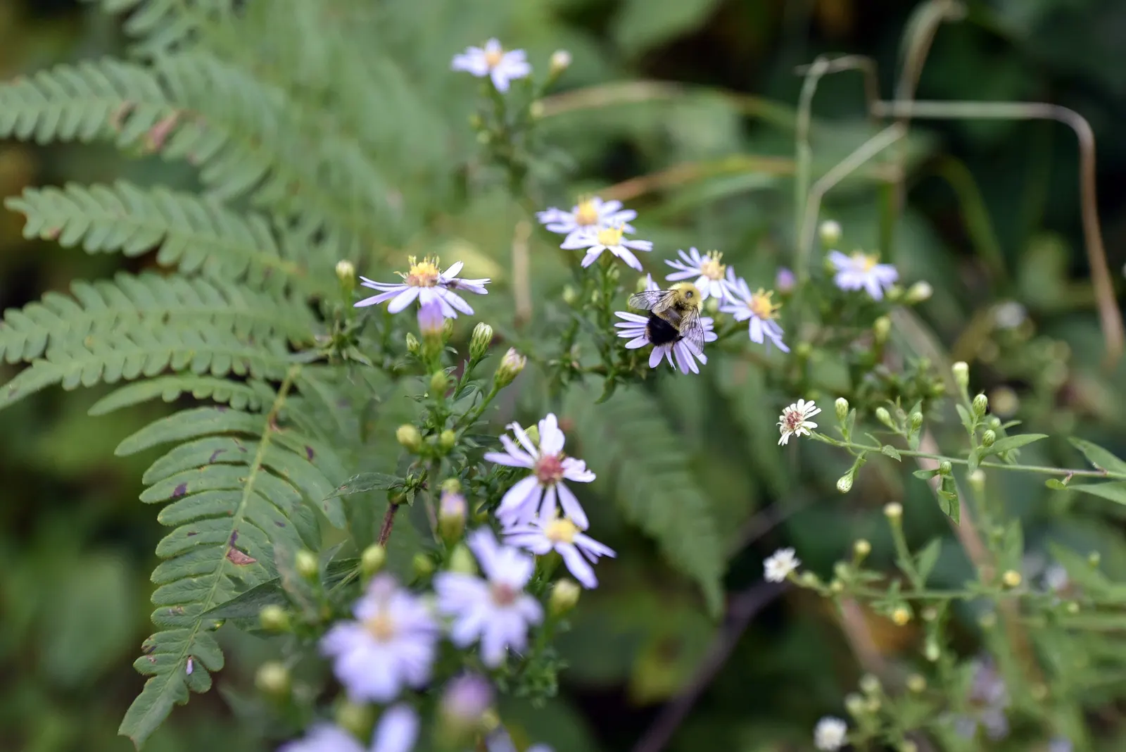 Little Carlow Aster (Aster 'Little Carlow') — the Little Carlow Aster is an exemplary selection for gardeners aiming to achieve a prolonged season of color