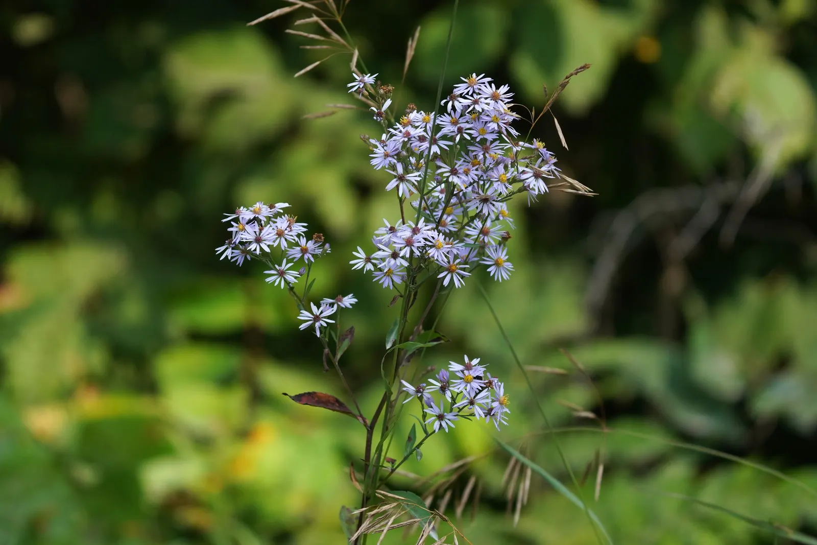 Little Carlow Aster (Aster 'Little Carlow') — measuring about 1 inch across