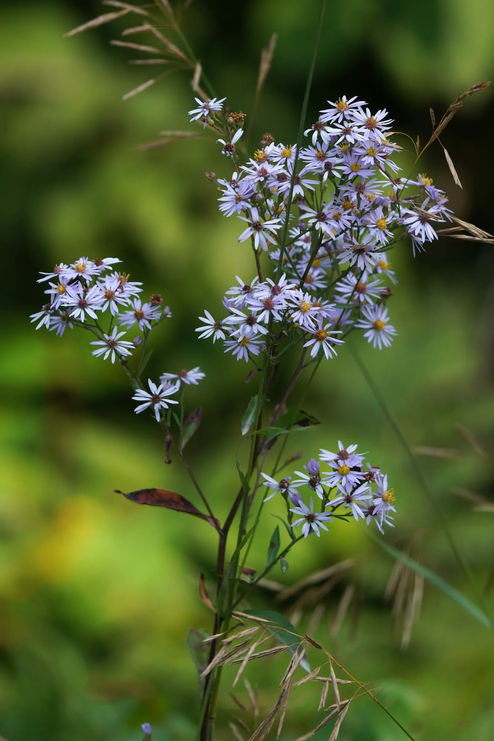 Little Carlow Aster (Aster 'Little Carlow') — the Little Carlow Aster thrives in well-drained soil