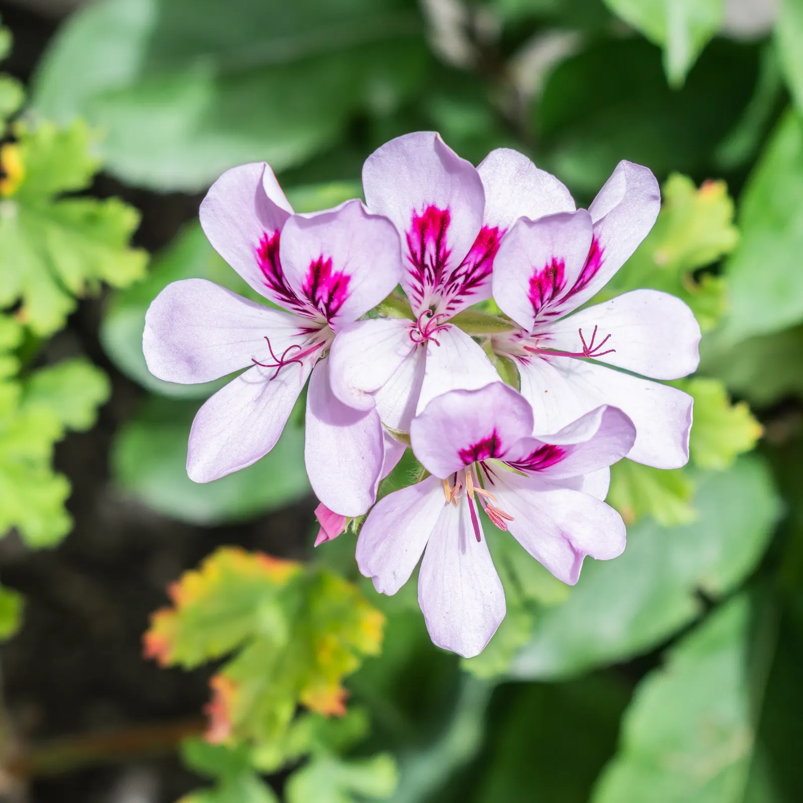 Copthorne Pelargonium (Pelargonium 'Copthorne') — The 'Copthorne' Geranium (Pelargonium 'Copthorne') boasts plush