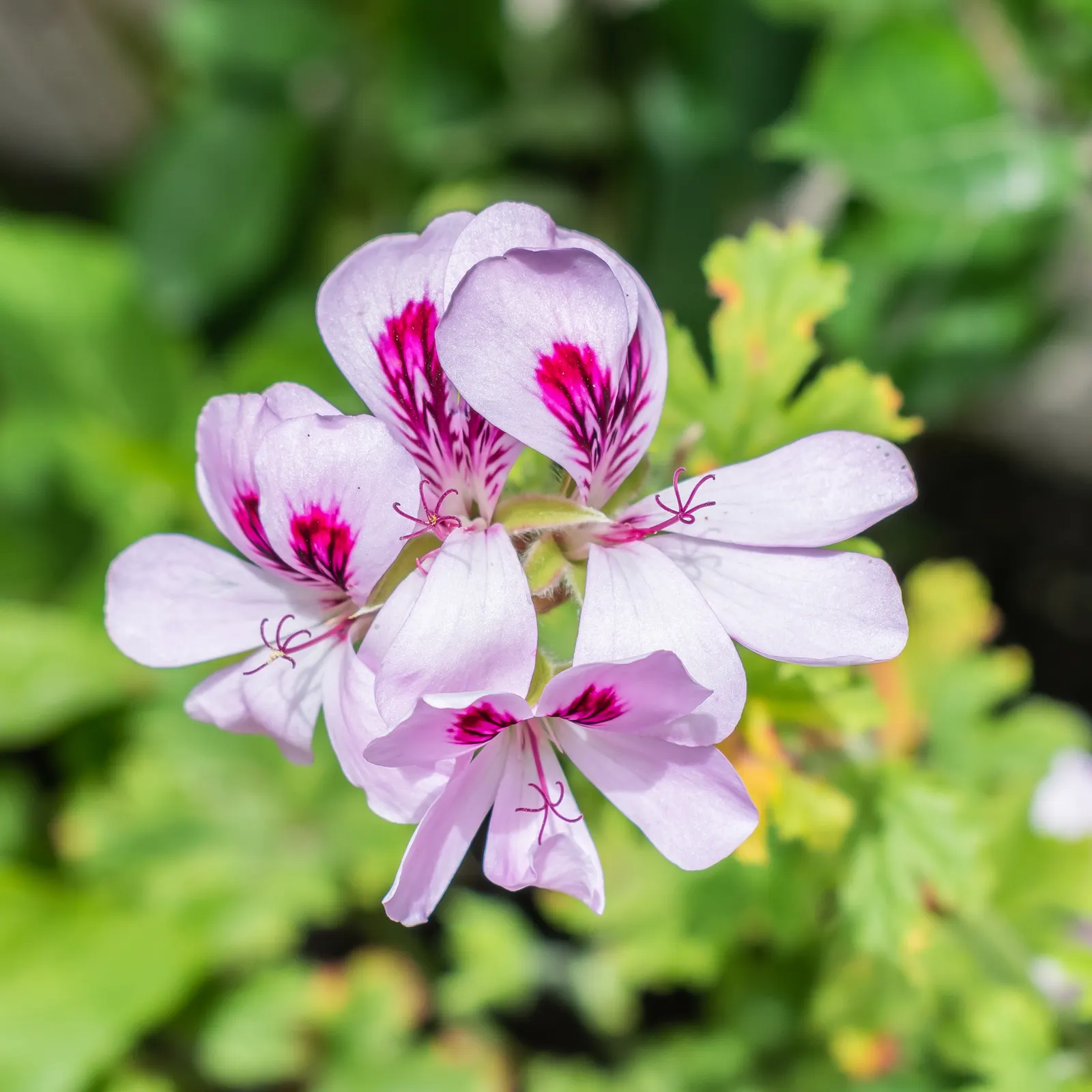 Copthorne Pelargonium (Pelargonium 'Copthorne') — velvety red-purple blooms that create a vivid display against its deep green