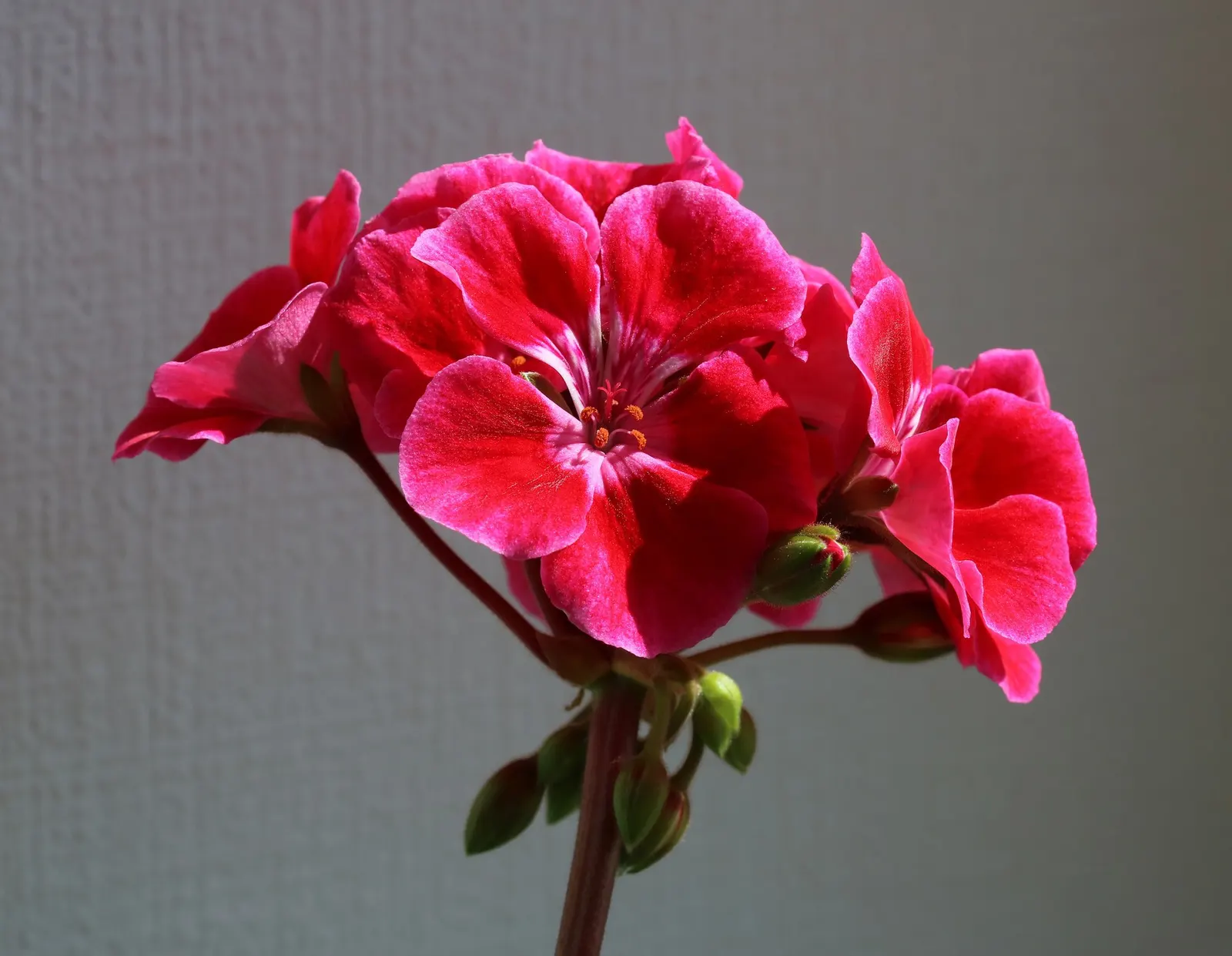 Copthorne Pelargonium (Pelargonium 'Copthorne') — the plant is adorned with striking