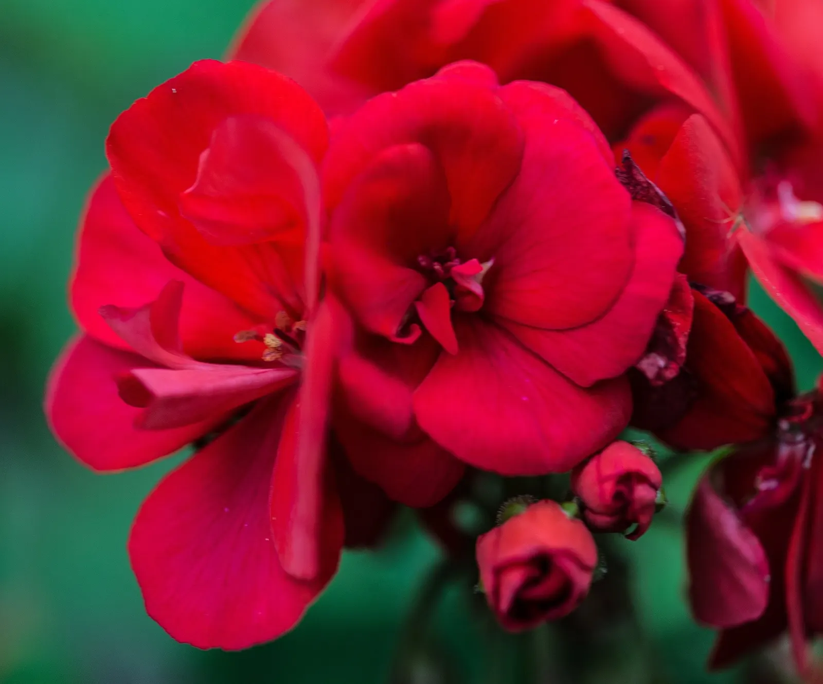 Copthorne Pelargonium (Pelargonium 'Copthorne') — making it ideal for borders or container gardening