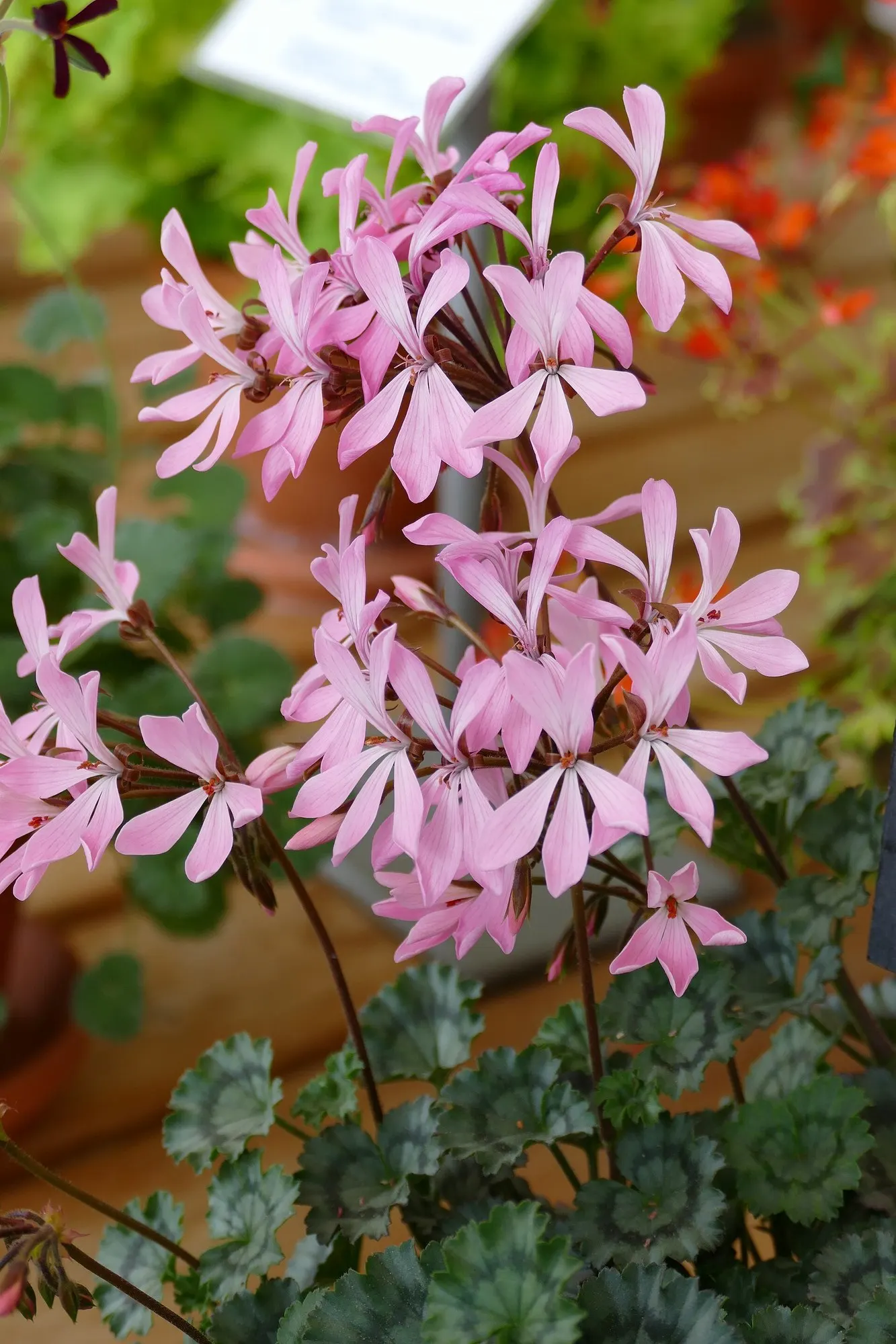 Copthorne Pelargonium (Pelargonium 'Copthorne') — which contrasts beautifully against its bright