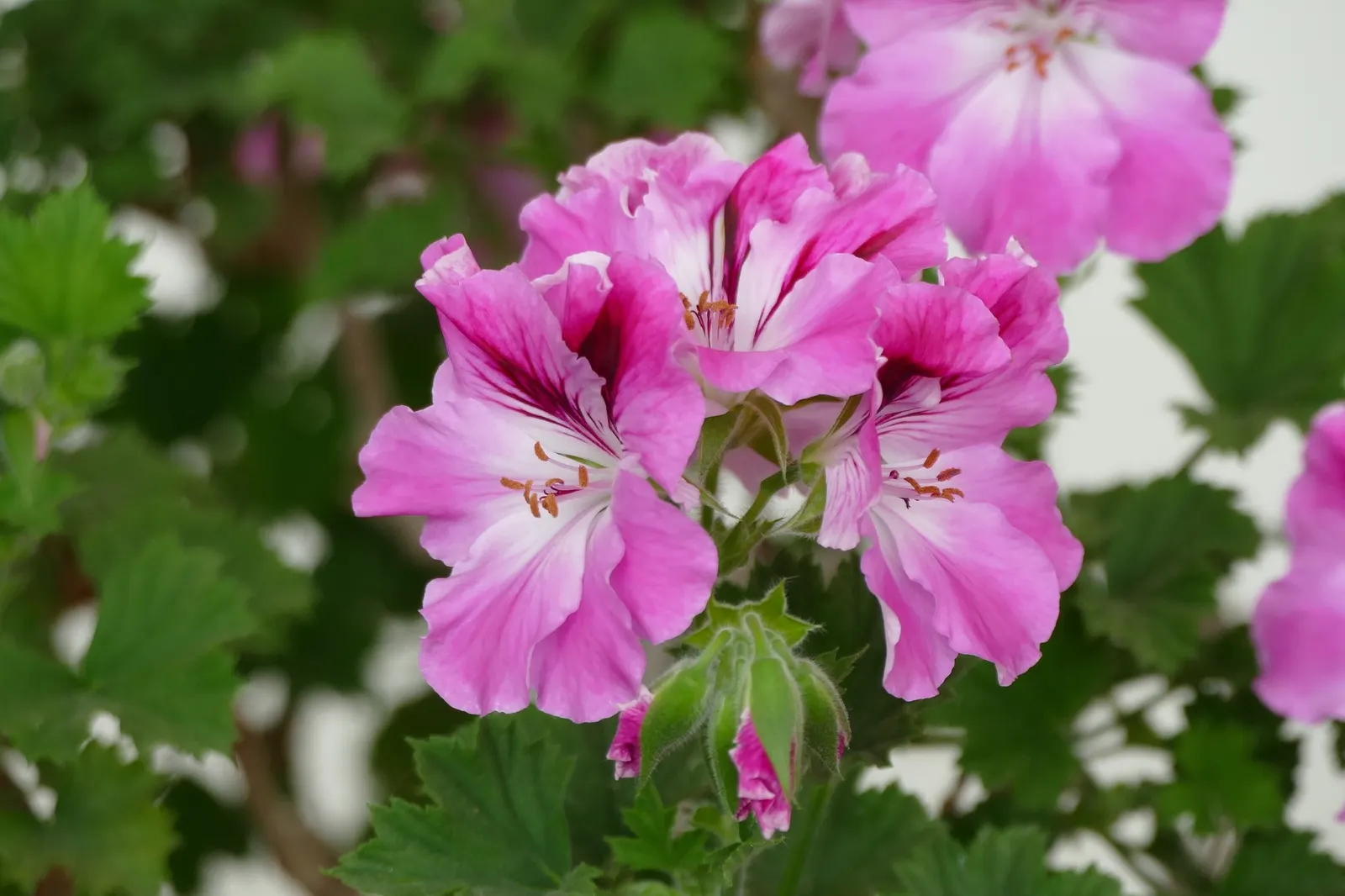 Copthorne Pelargonium (Pelargonium 'Copthorne') — From late spring through the fall