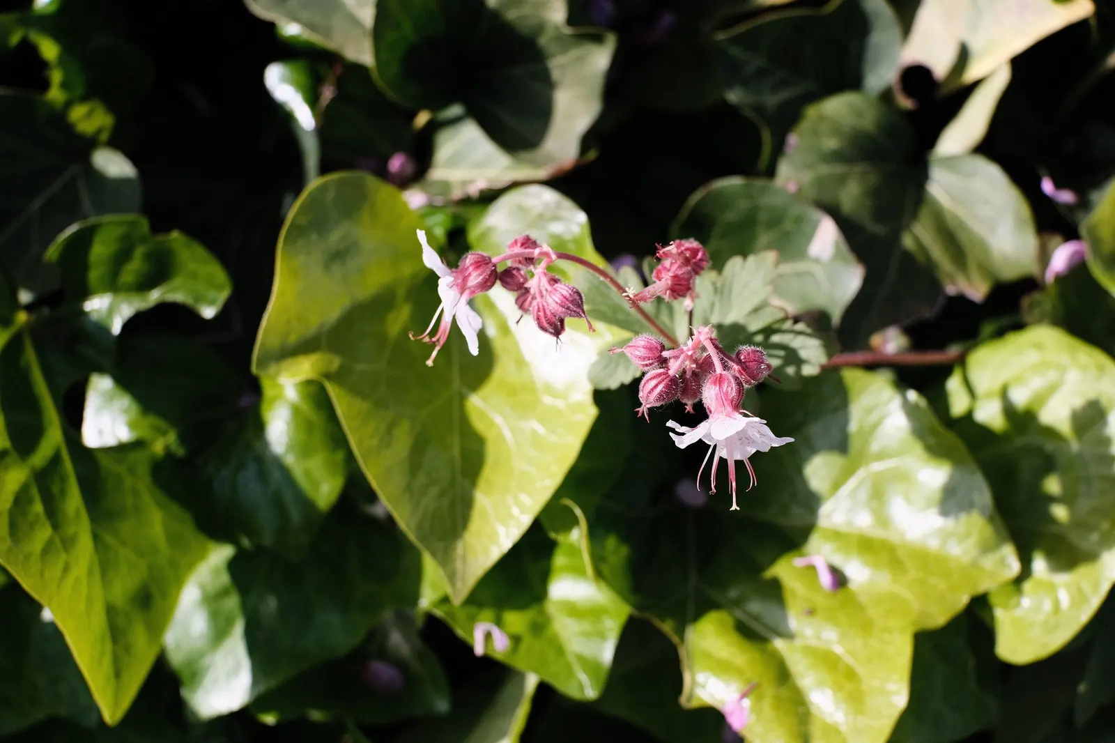 Copthorne Pelargonium (Pelargonium 'Copthorne') — colorful accent from late spring through fall