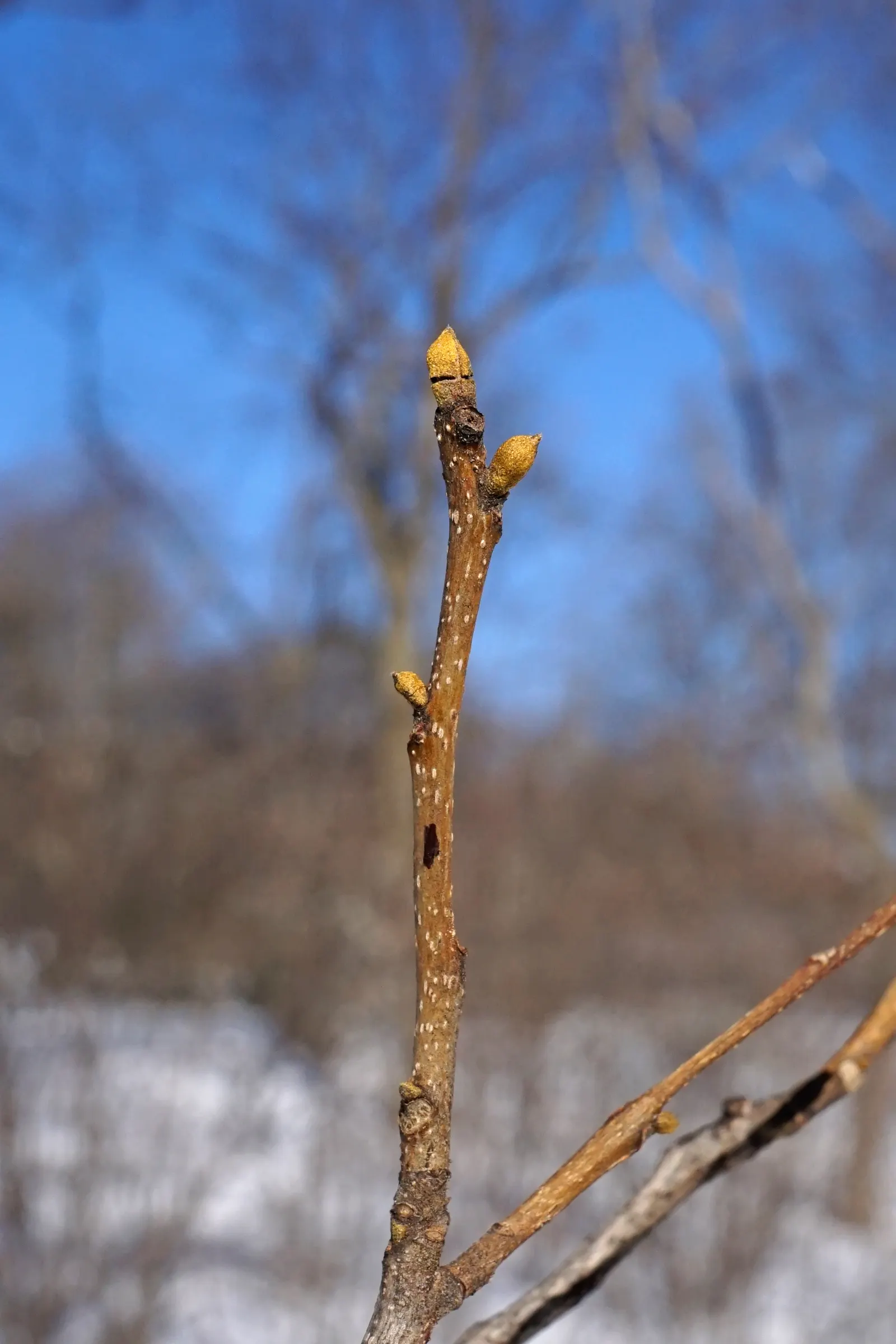 Bitternut Hickory (Carya Cordiformis) — typically with 7 to 11 leaflets