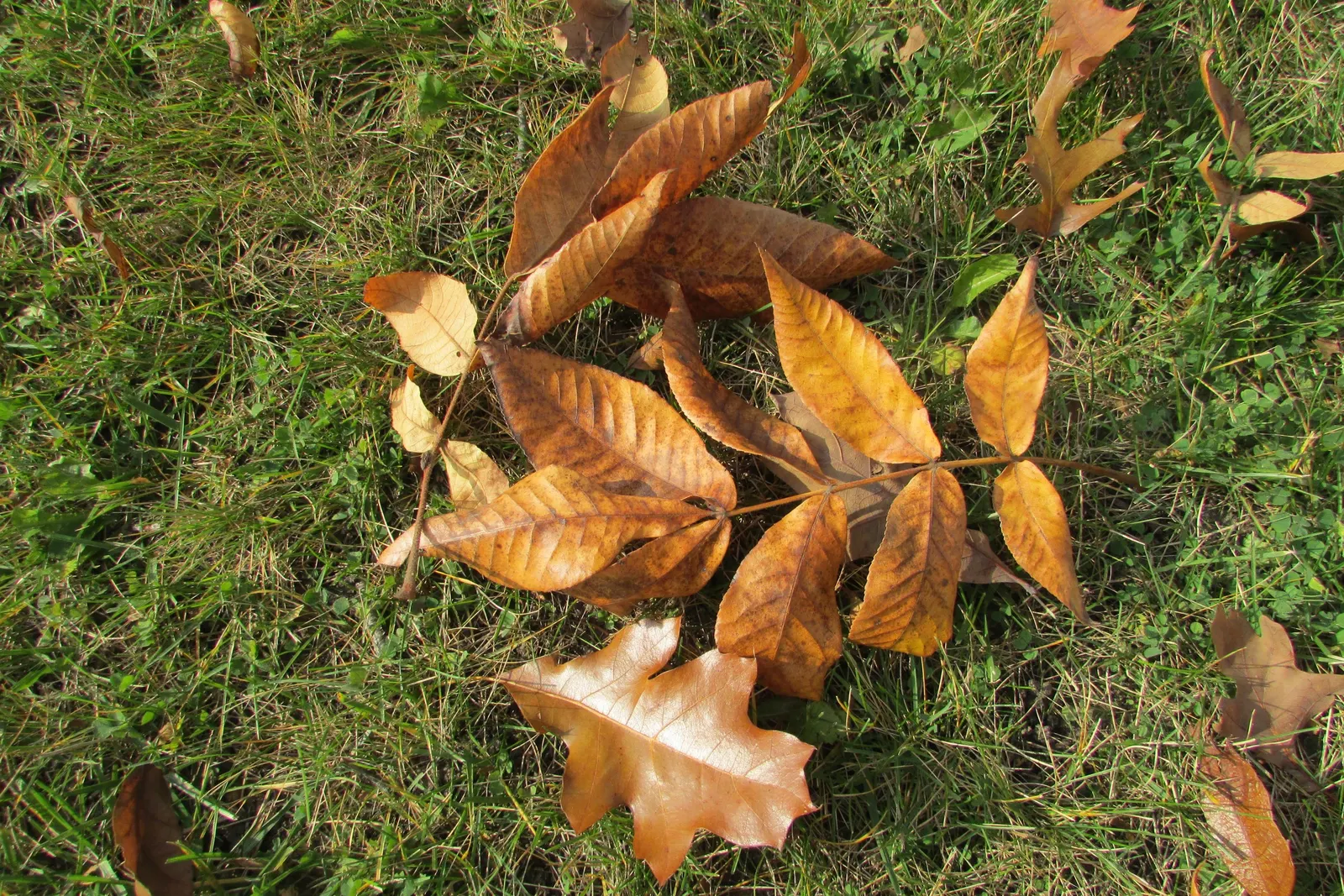 Bitternut Hickory (Carya Cordiformis) — and turn a brilliant yellow in the fall; this tree thrives in full sun to partial shade and prefers moist
