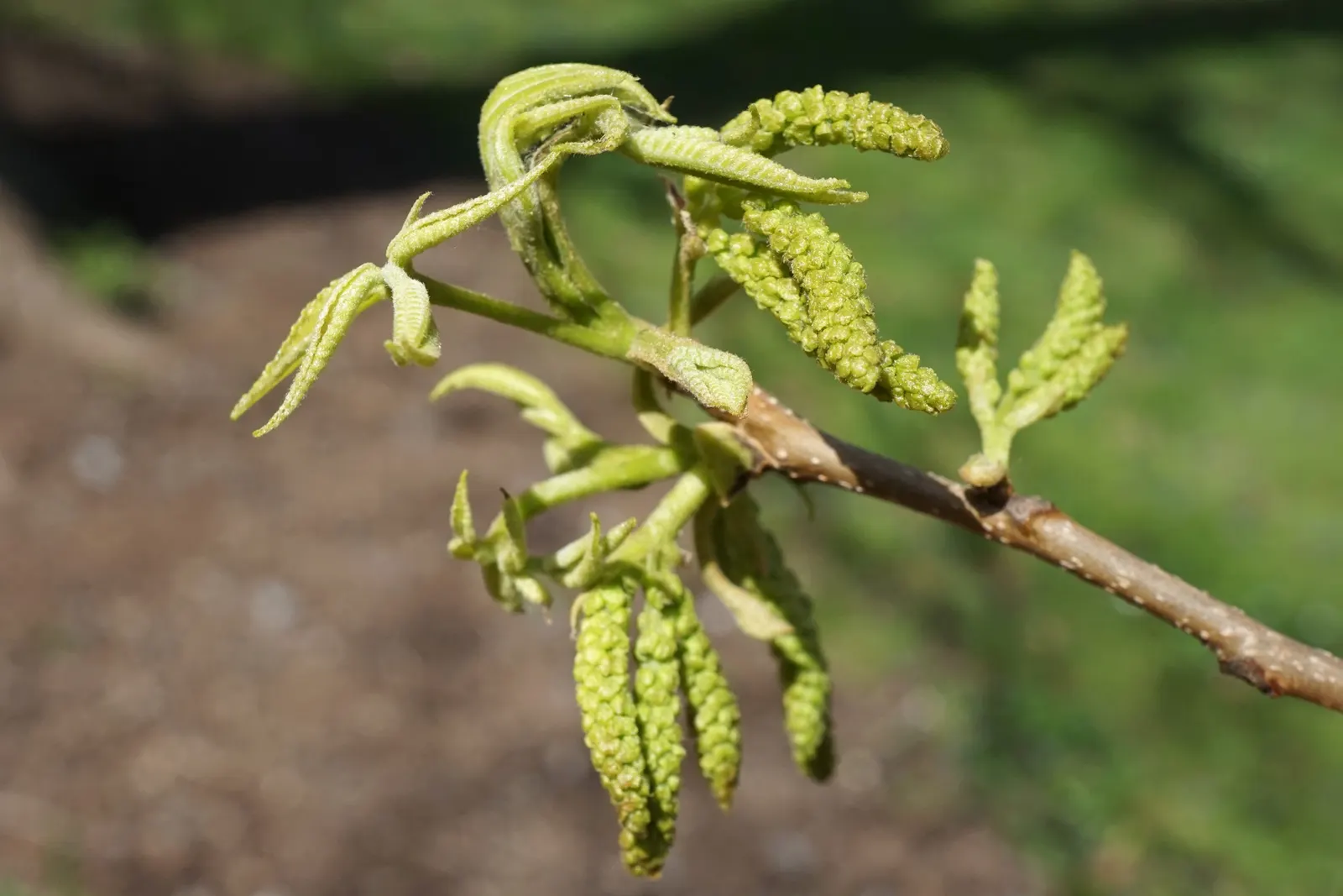 Bitternut Hickory (Carya Cordiformis) — The Bitternut Hickory's growth rate is moderate; this tree thrives in full sun to partial shade and prefers, image 52