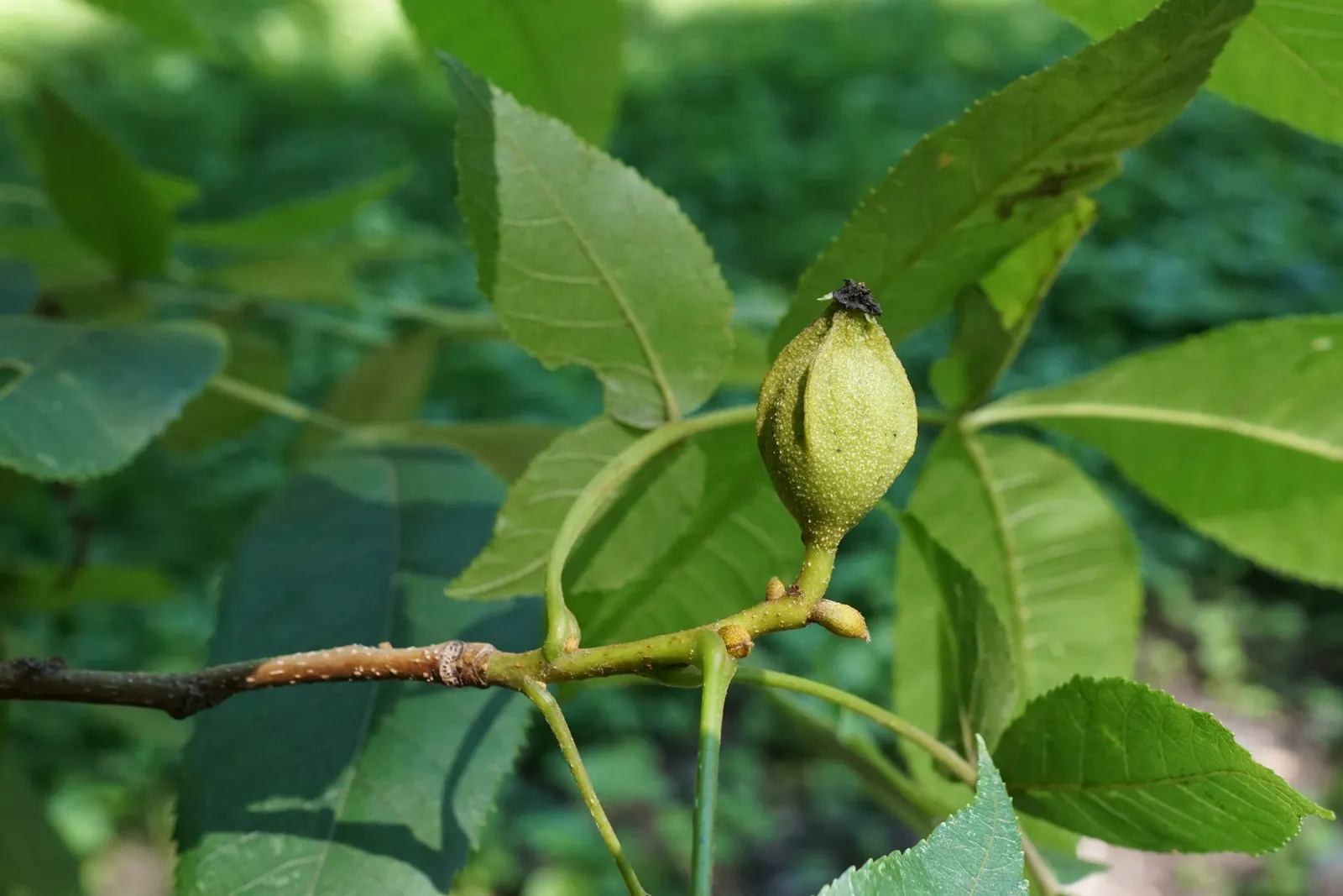 Bitternut Hickory (Carya Cordiformis) — though it thrives in moist; are a food source for squirrels and other mammals