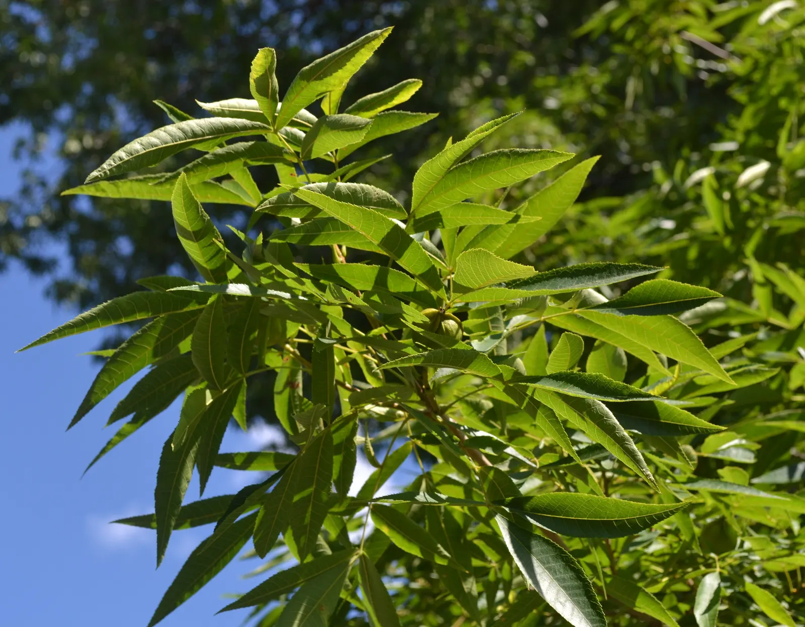 Bitternut Hickory (Carya Cordiformis) — golden-yellow autumn foliage; are a food source for squirrels and other mammals, image 48