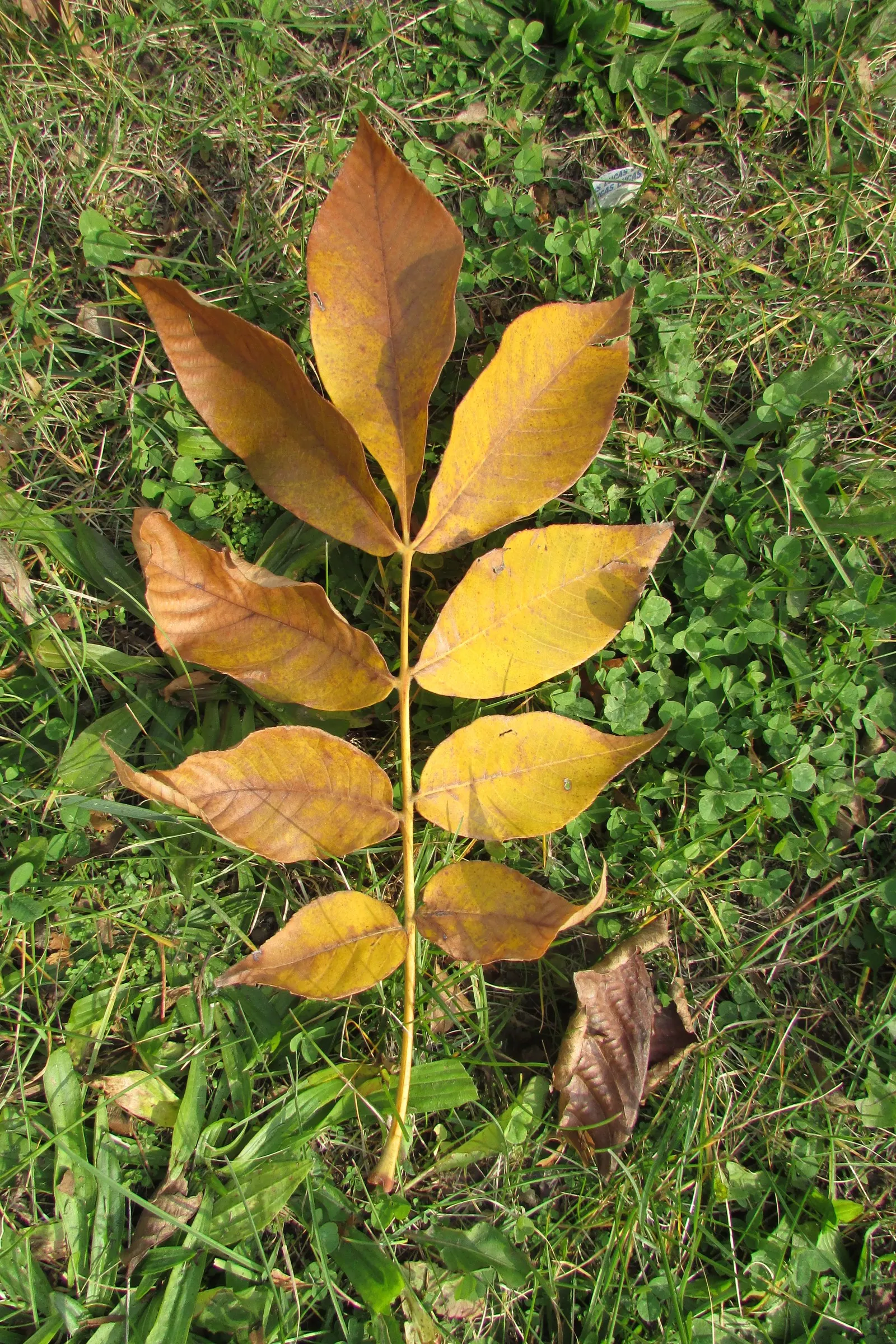 Bitternut Hickory (Carya Cordiformis) — Producing inedible nuts encased in thin husks; are a food source for squirrels and other mammals, image 45